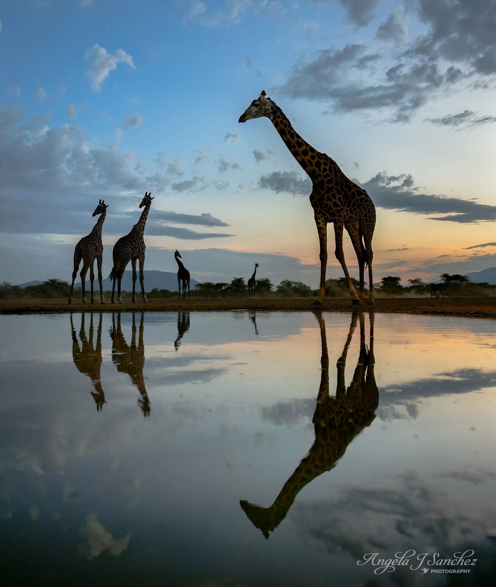 SUNSET REFLECTIONS - A group of Masai giraffes (Giraffa tippelskirchi) gathering at the watering hole next to the Plains Hide at sunset in the Shompole Conservancy in Kenya. 