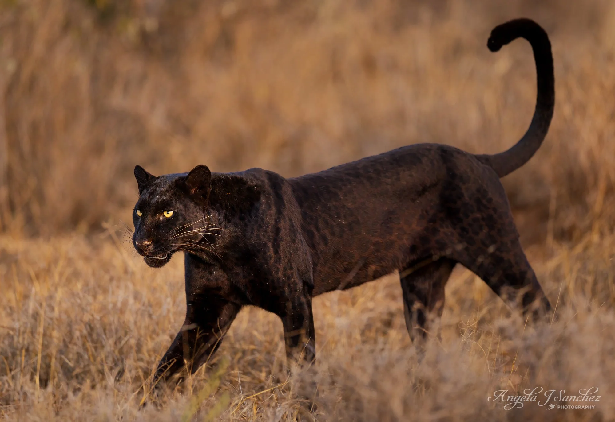 MISS GIZA MREMBO – Her name means “The Beautiful Darkness” in Swahili.  She is a rare black leopard with melanism which is a genetic variation that causes excess melanin resulting in her dark coat.  It is a recessive trait meaning that both parents m