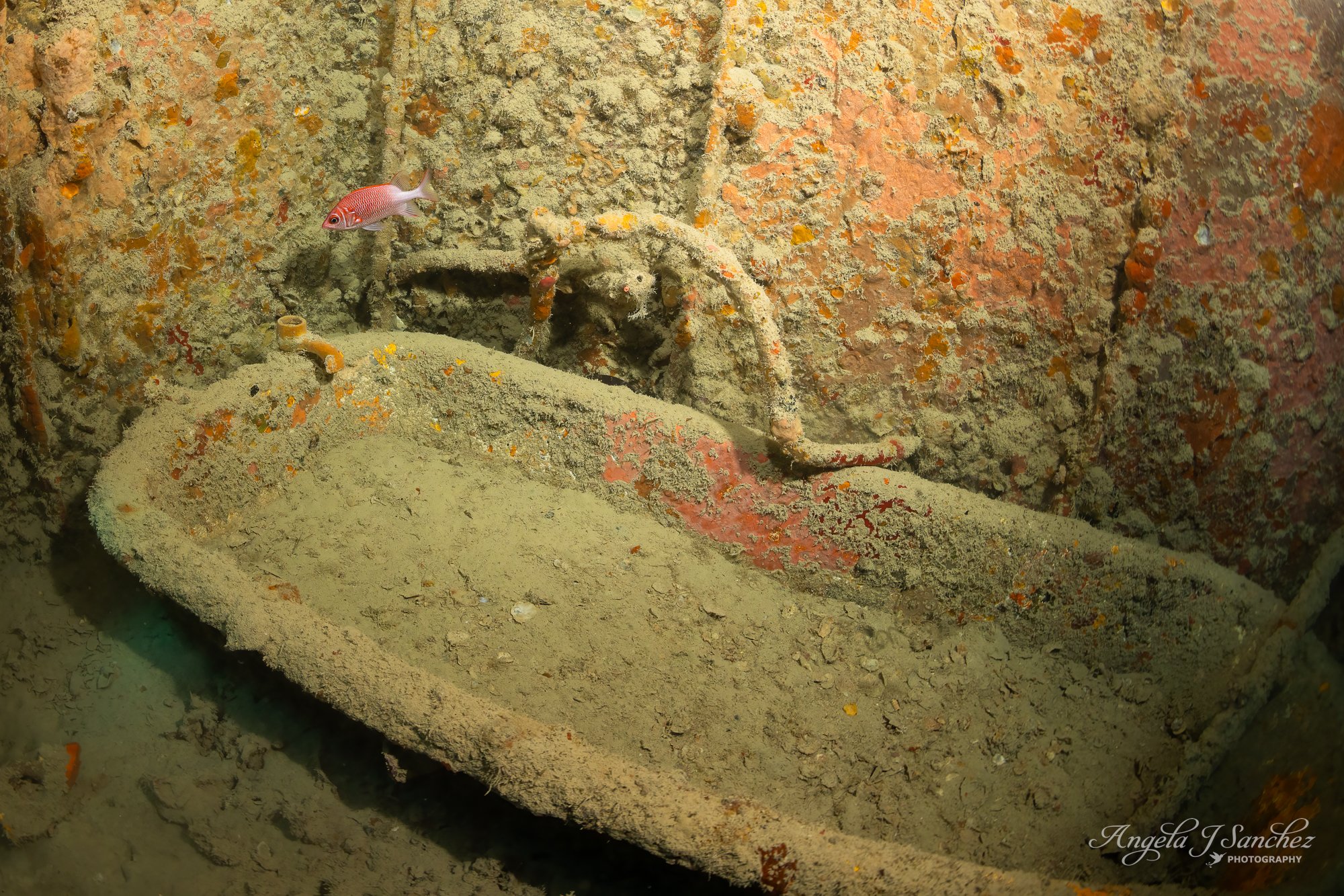 THE CAPTAIN’S BATHTUB AND SQUIRRELFISH - The SS Thistlegorm was a British steamship that had departed from Glasgow, Scotland and was heading to Alexandria, Egypt to supply British troops with equipment during World War II.  It was bombed and sunk by 