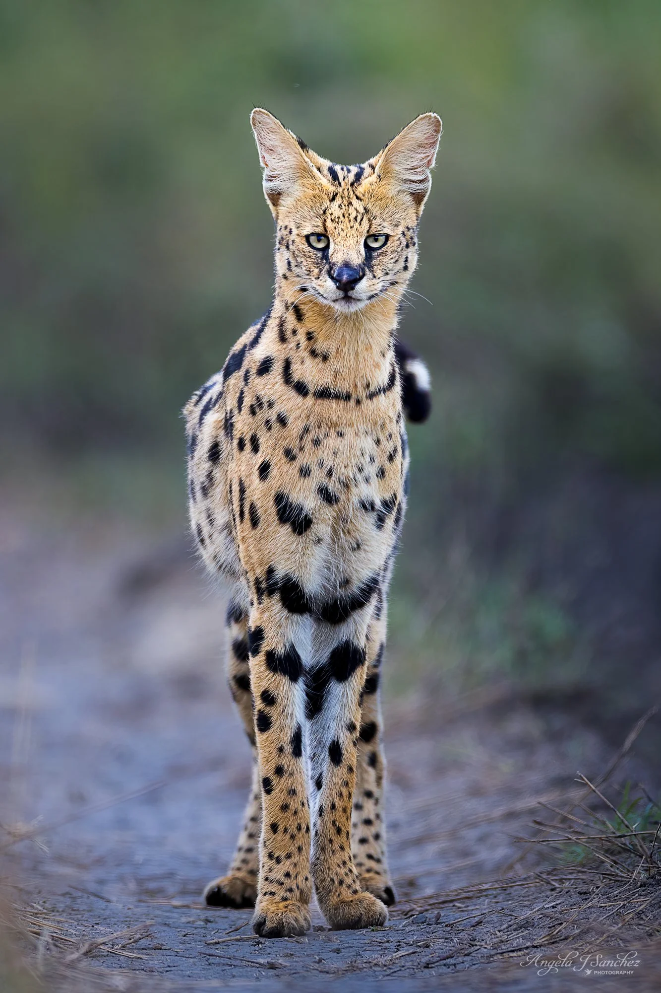 SERVAL STARE - A serval cat looking in my direction in the Serengeti National Park, Tanzania.