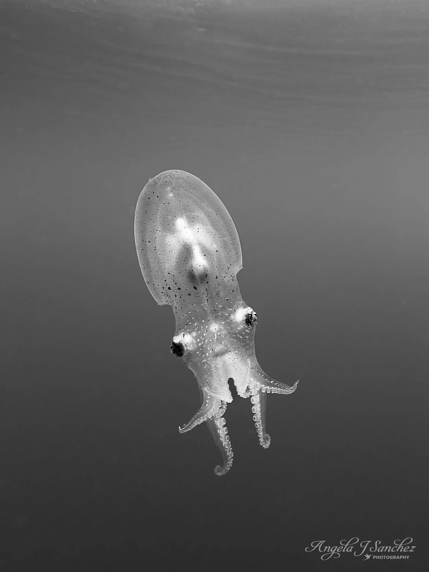 AN ANGEL IN MY HEAD - While searching the Sea of Cortez earlier this month for marine megafauna, our group encountered this little transparent creature.  Several people from our group were experts on identification of animals in this location.  Howev