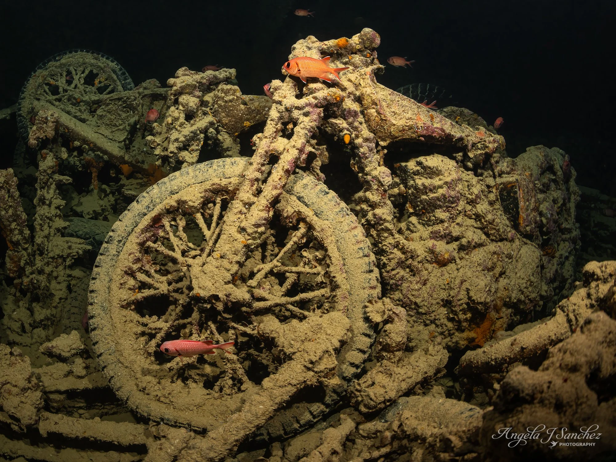 MOTORCYCLES AND SOLDIERFISH - The SS Thistlegorm was a British steamship that had departed from Glasgow, Scotland and was heading to Alexandria, Egypt to supply British troops with equipment during World War II.  It was bombed and sunk by German airc