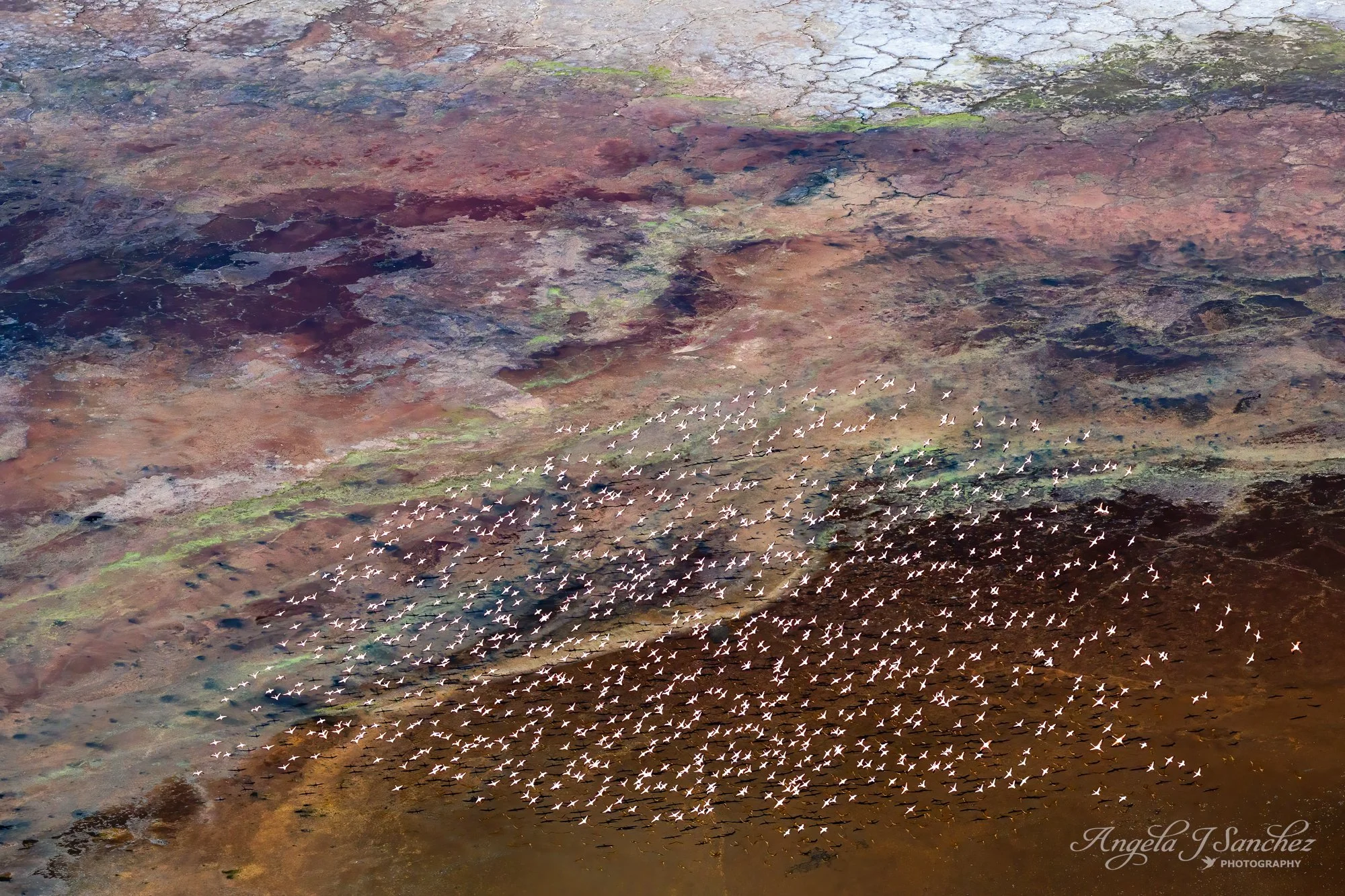 NATURE'S PALETTE - Lake Magadi is located in Kenya in the southern Great Rift Valley.  Lake Magadi is a highly alkaline, saline lake in Kenya where trone (soda ash) is mined for industrial purposes.  These properties in combination with salt-loving b