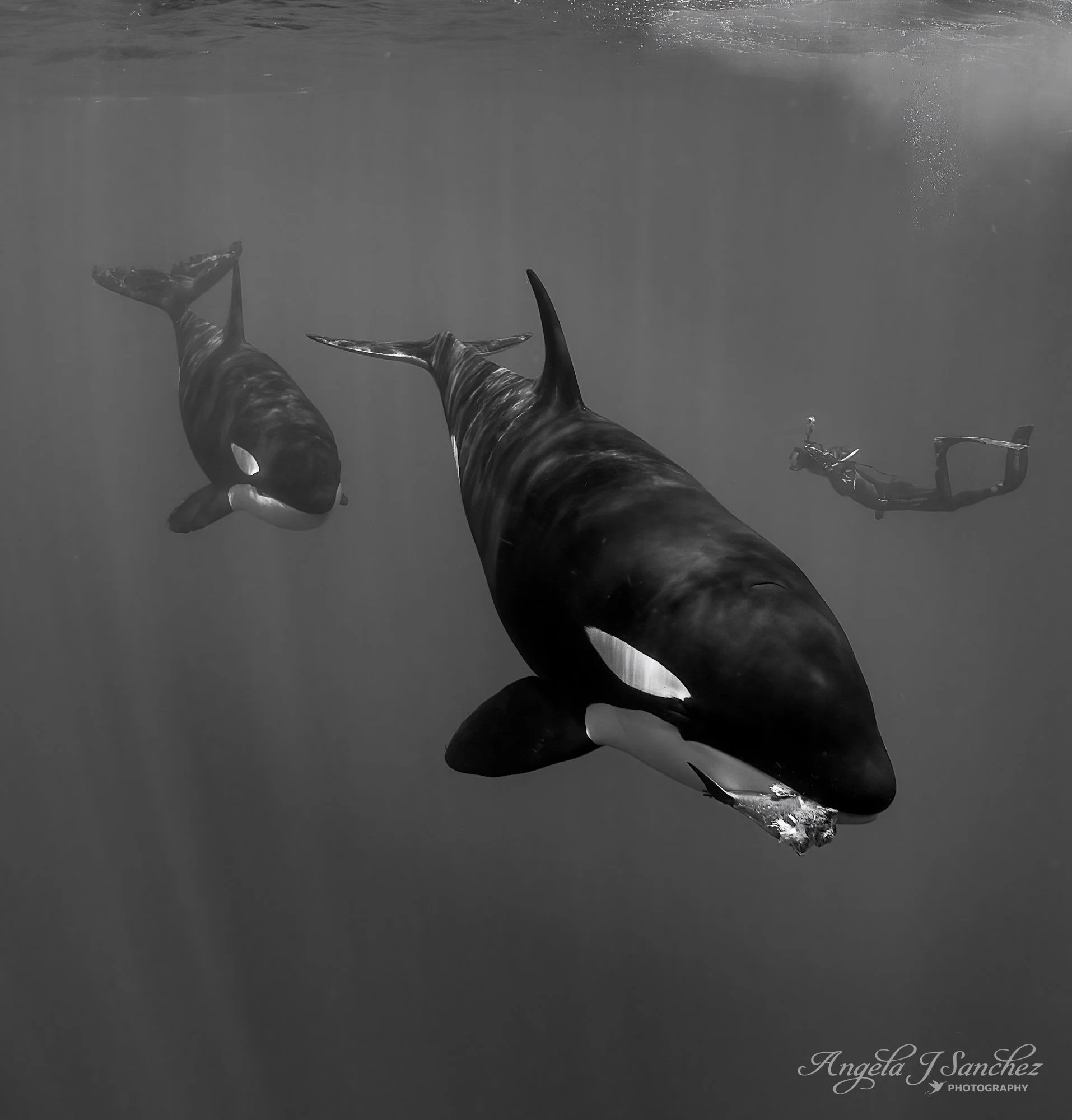 DOLPHIN SNACK – On the very last day of exploring the Sea of Cortez for megafauna, I finally encountered the superstars of the sea – orcas (Orcinus orca).  Our group observed a pod of spinner dolphins from our boat that suddenly began to act erratic.