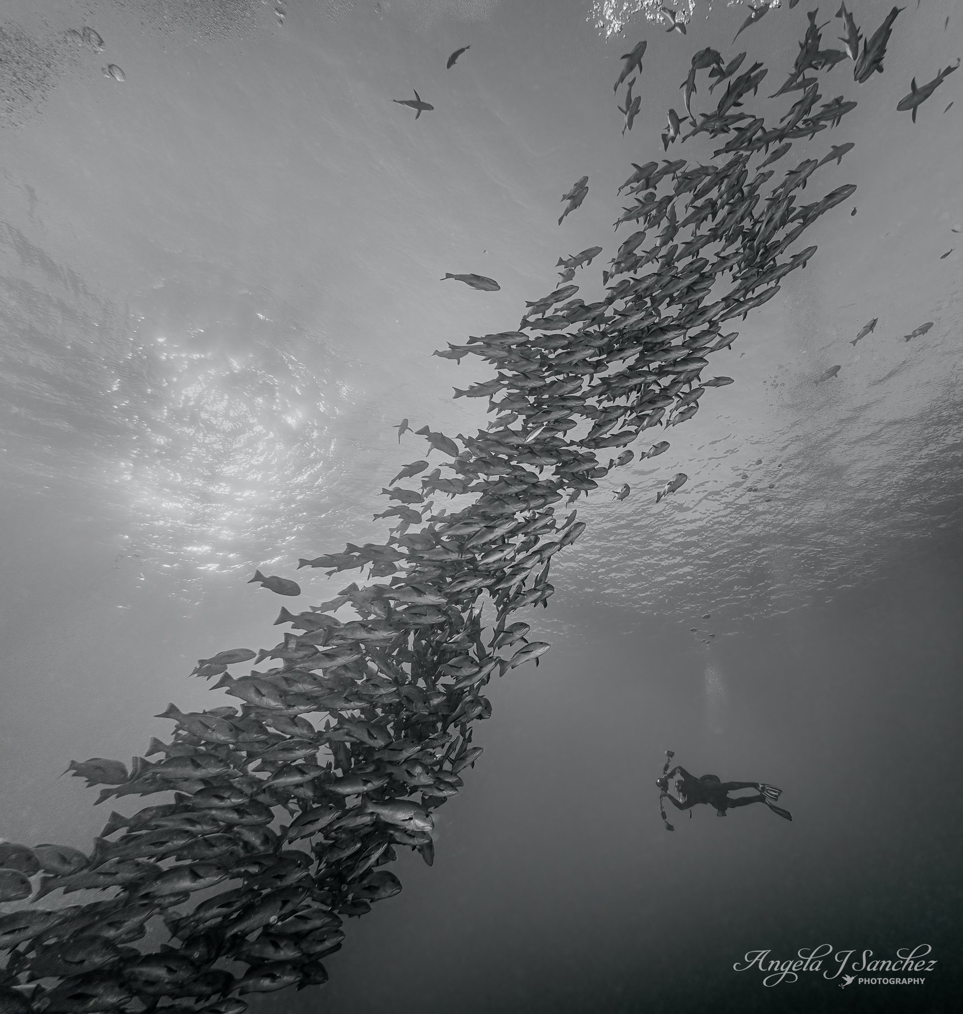 SNAPPER - Shark and Yolanda Reefs, Ras Mohammed National Park