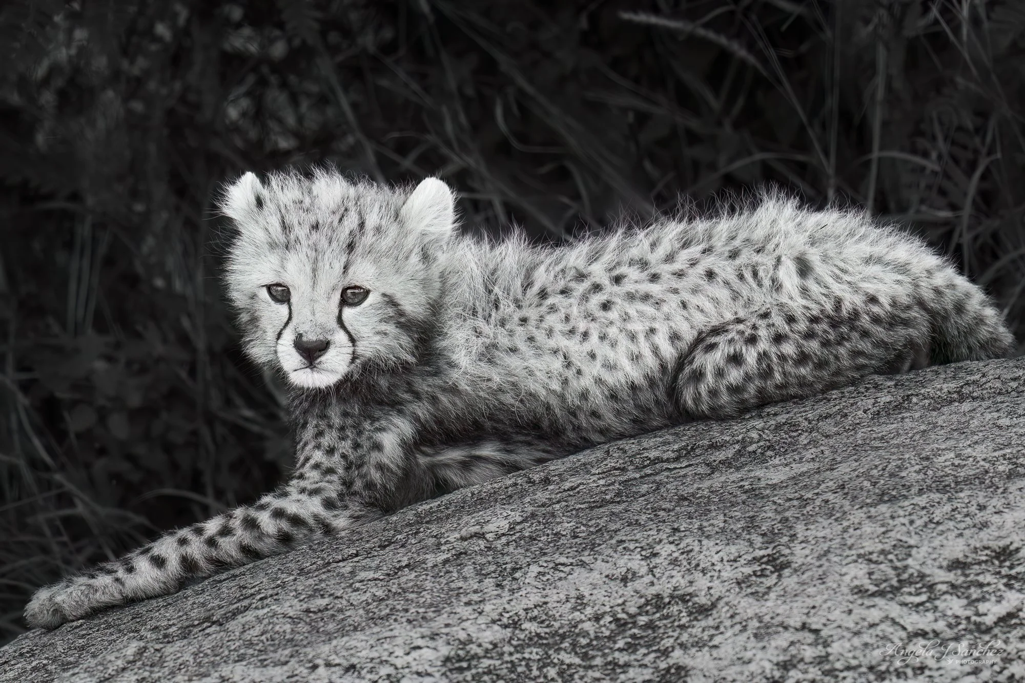CHEETAH CUB CUTENESS 1 - A young cheetah cub relaxing on a rock formation while hanging out with its siblings.  I love how they sound like little birds chirping. (Serengeti National Park, Tanzania)