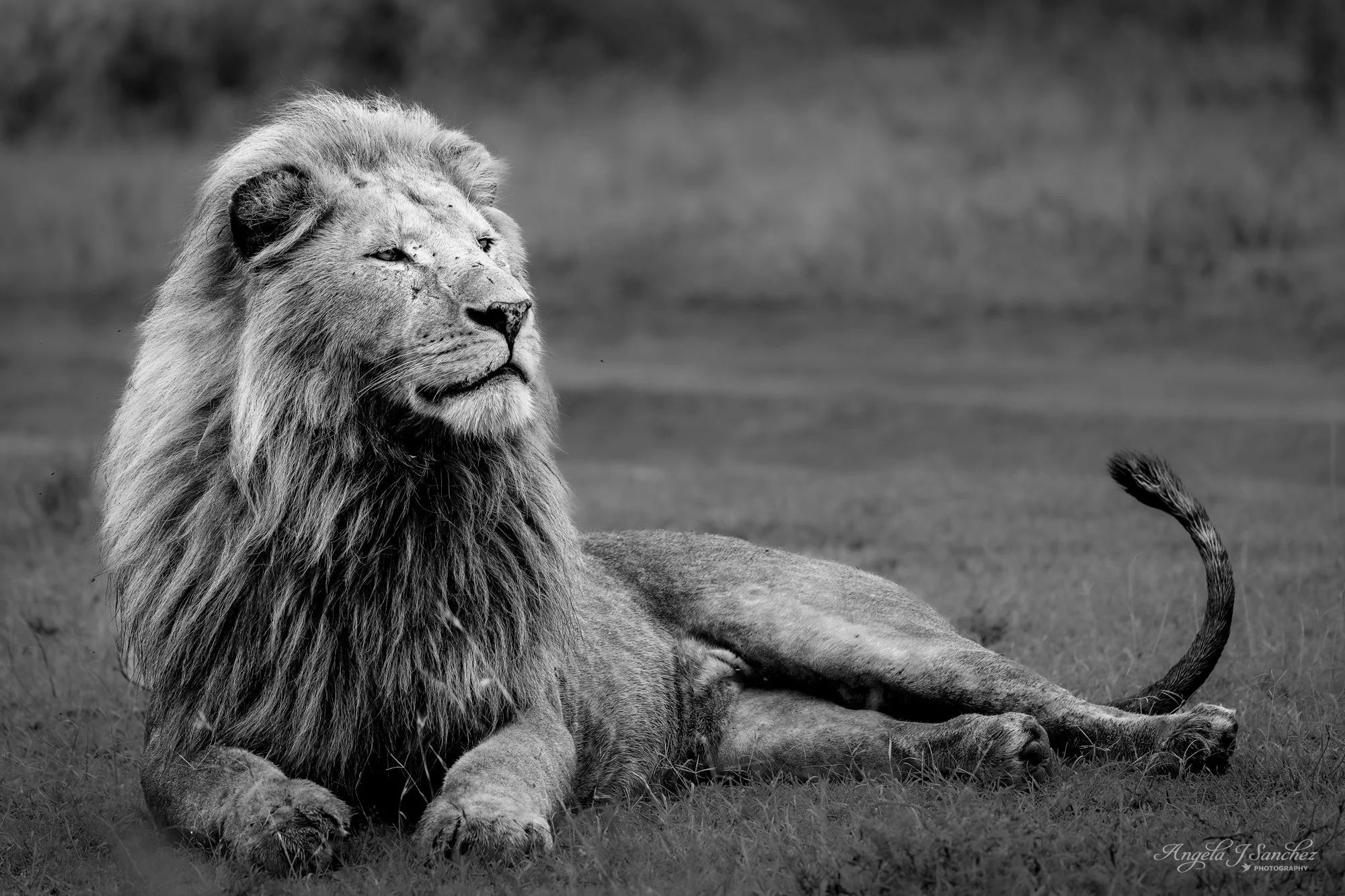 CONFIDENCE - A male lion poised with confidence in Ngorongoro Conservation Area, Tanzania.