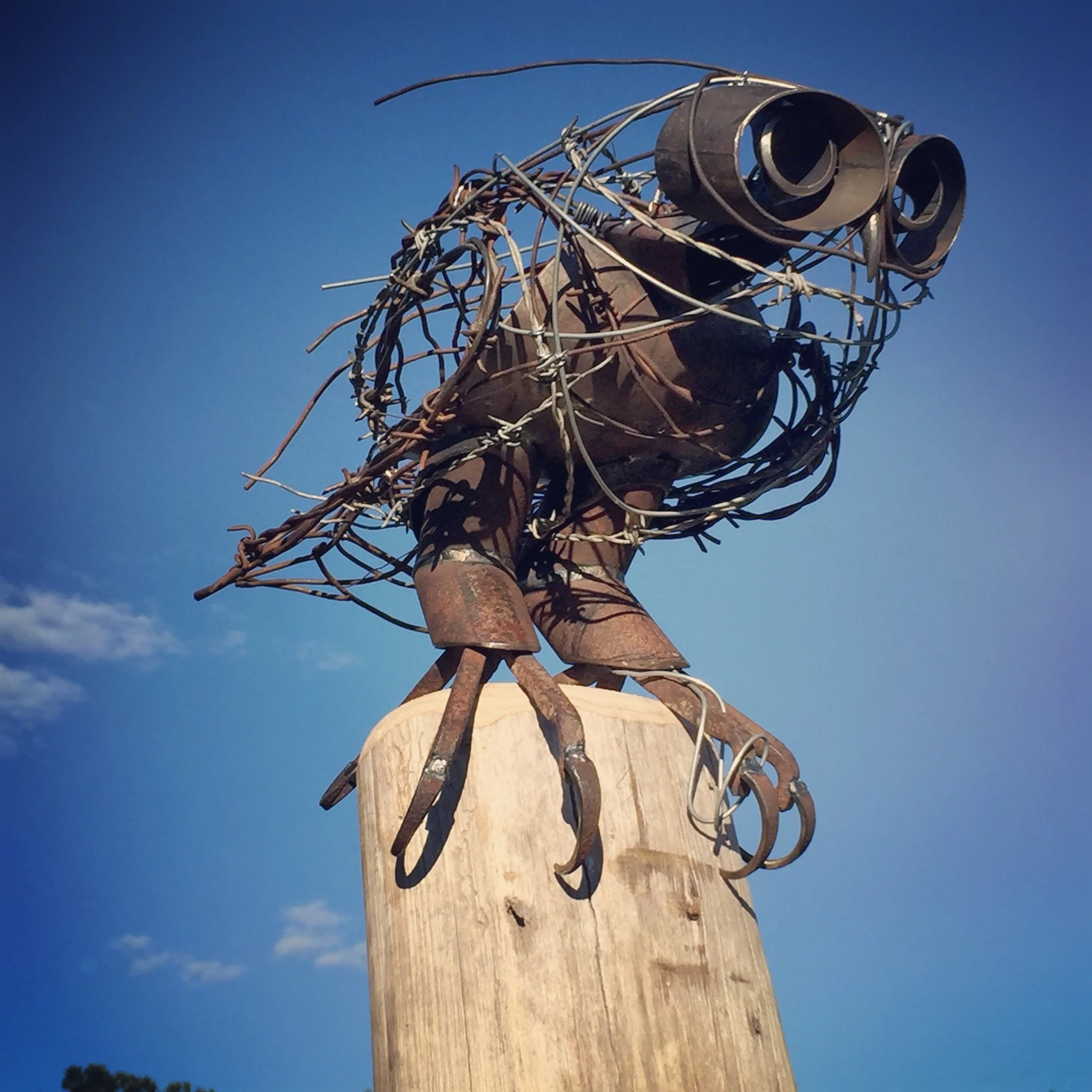 BARBED OWLS.