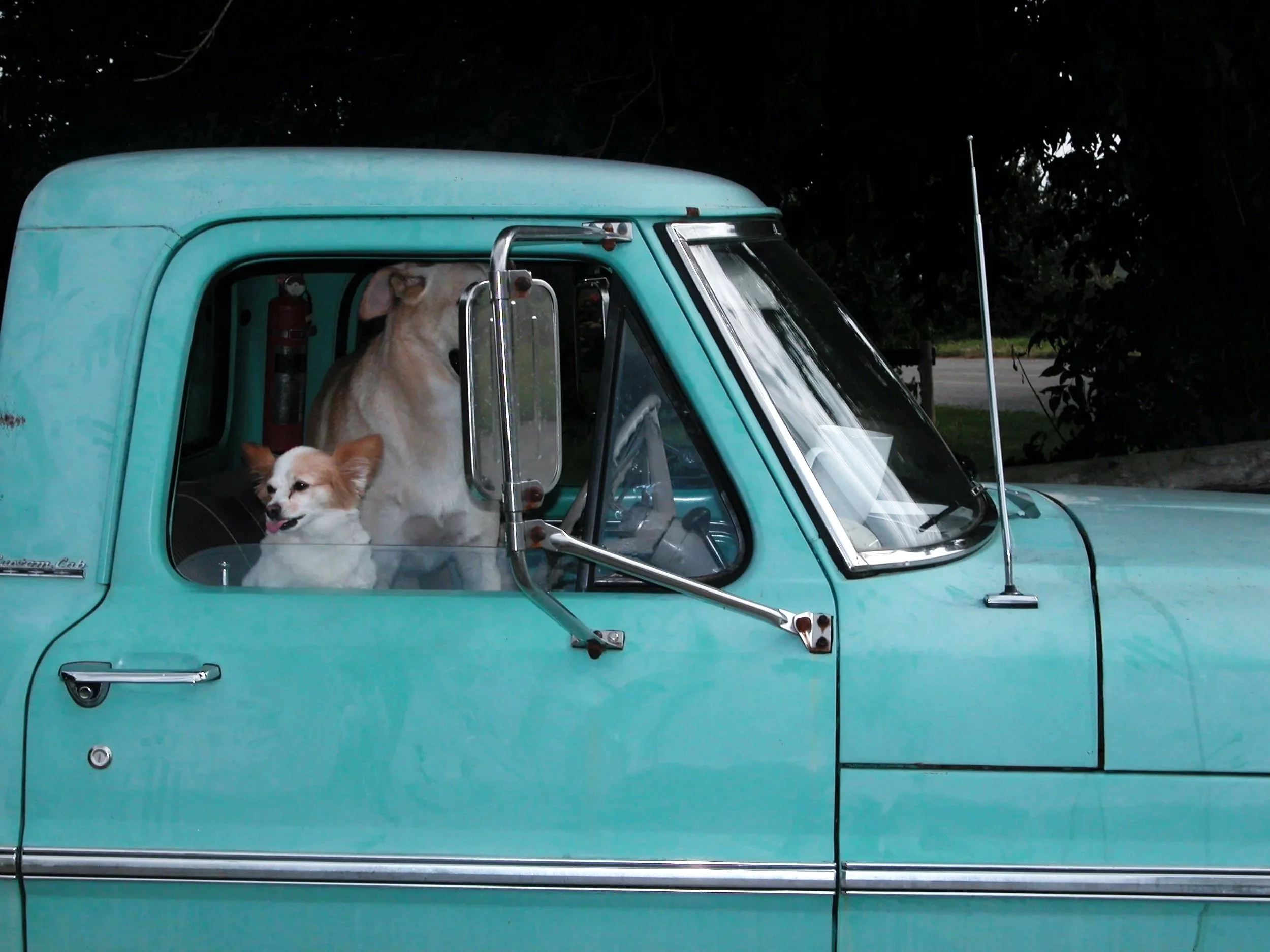 TRUCK + DOGS.