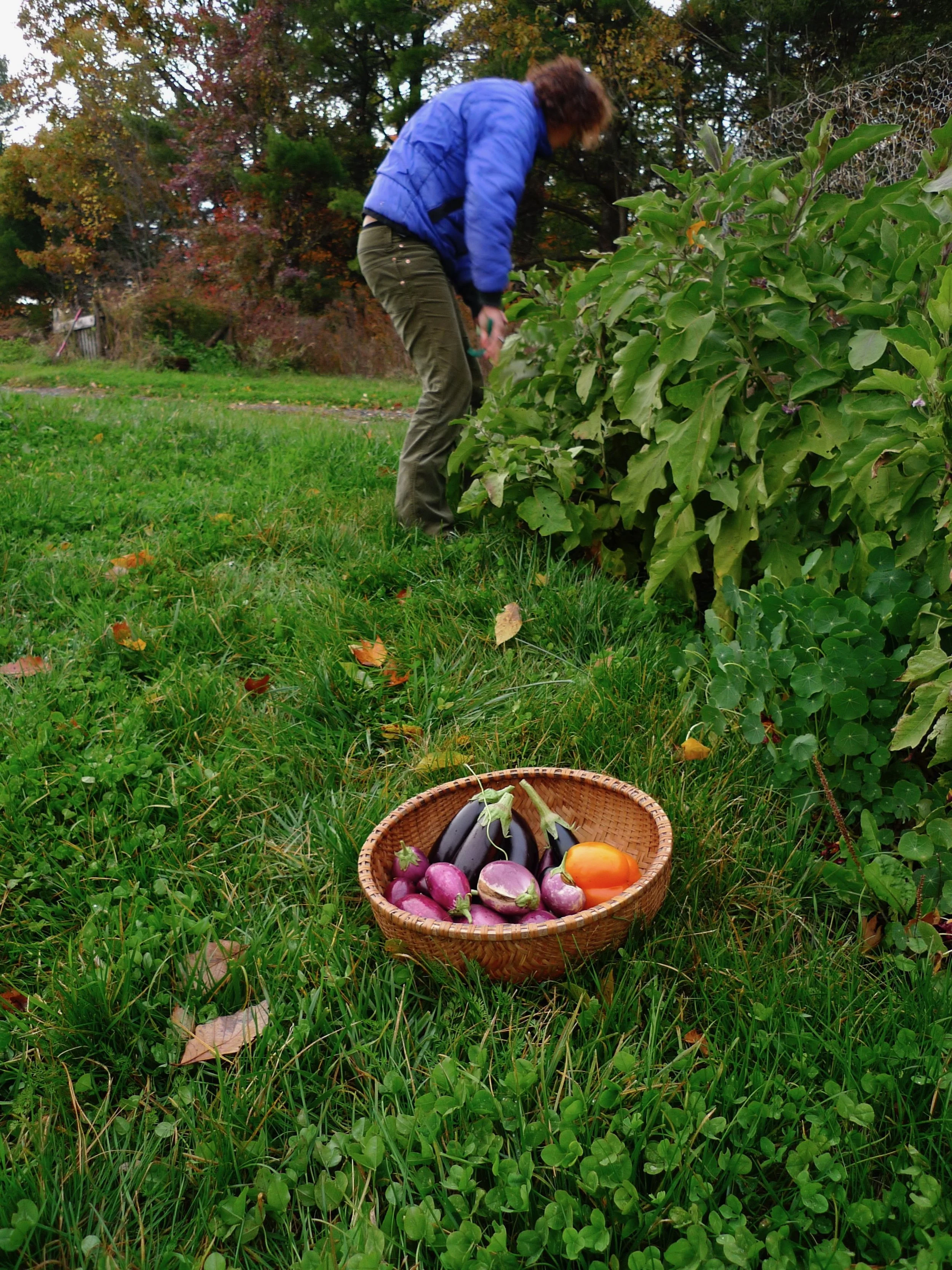 HARVEST.