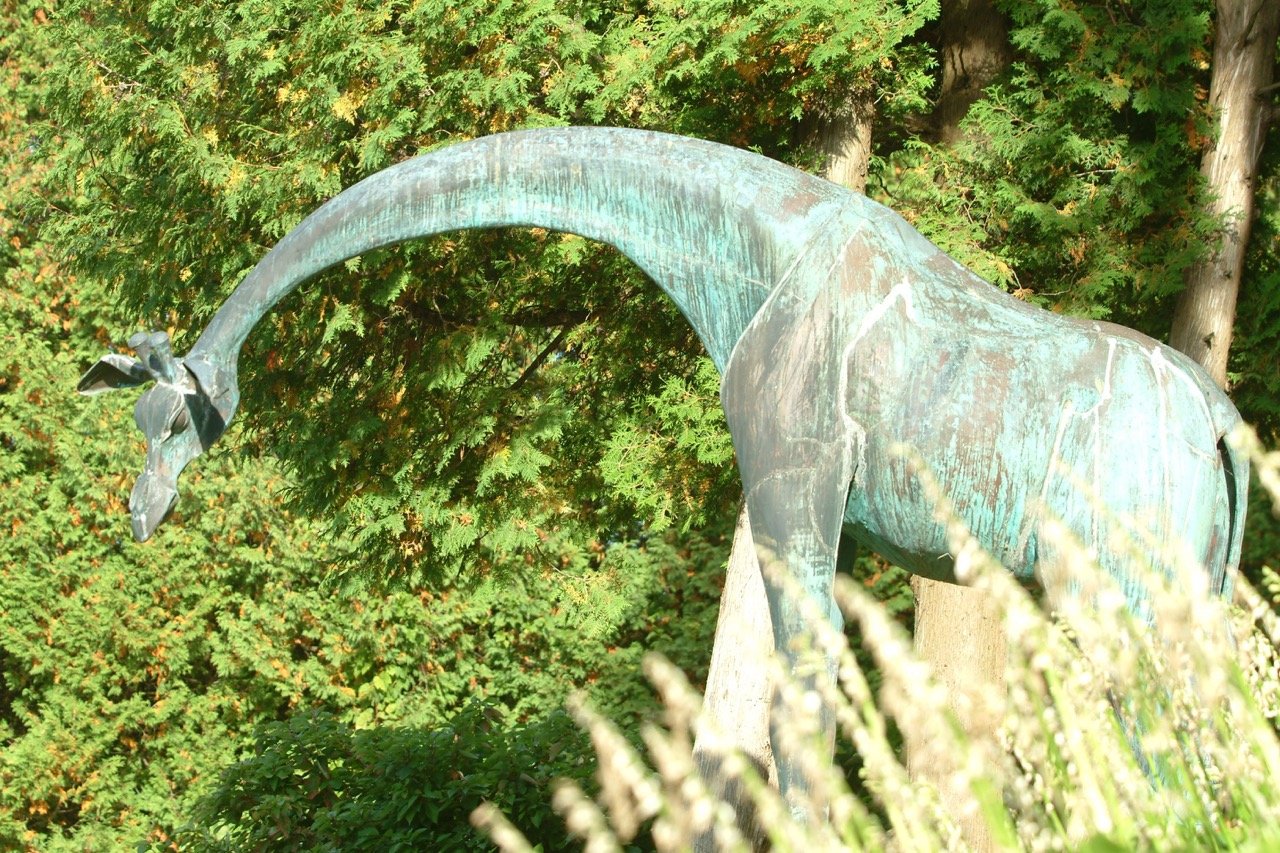 Giraffe 13.jpg