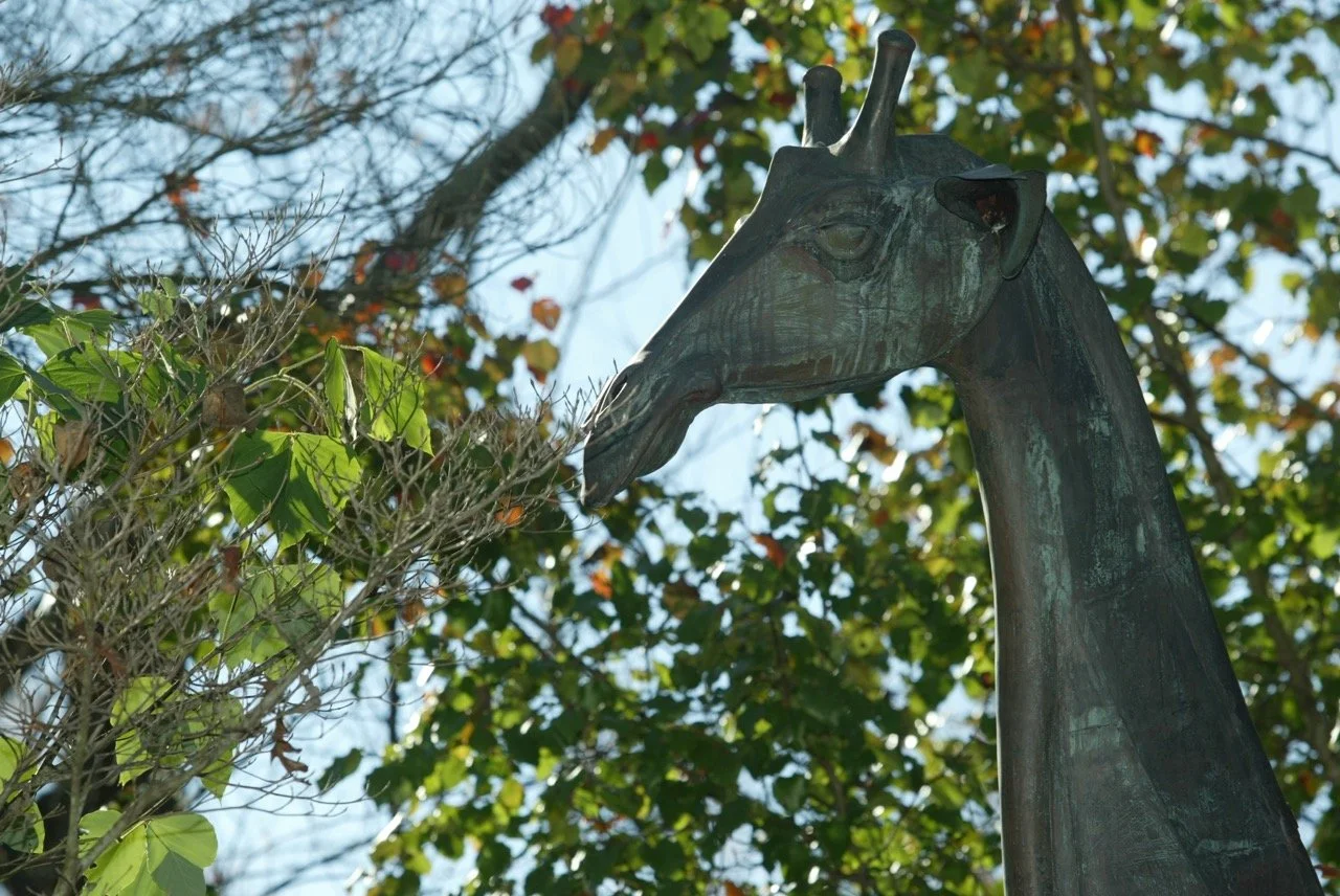 Giraffe 5.jpg