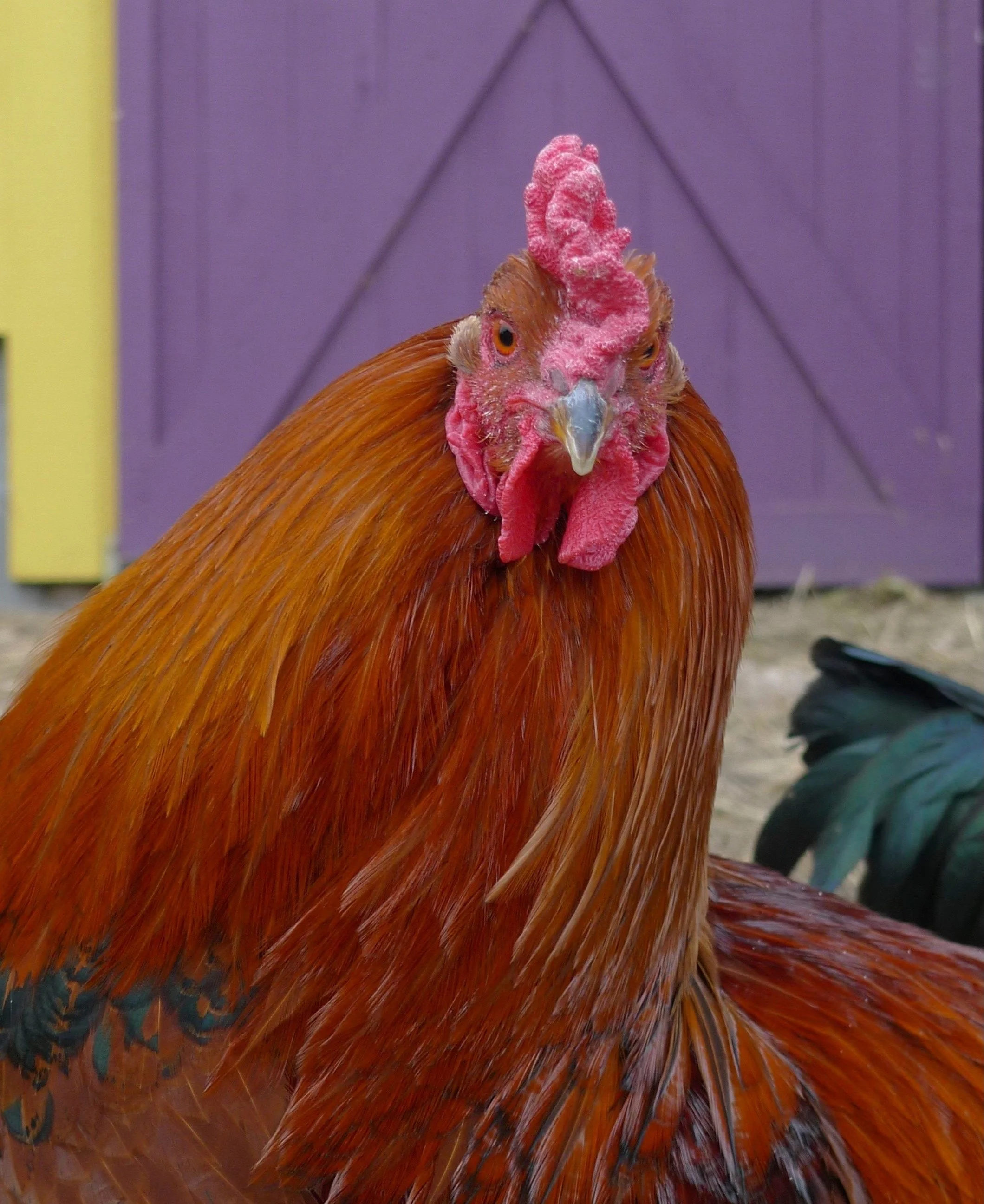 ROOSTER PANACHE.