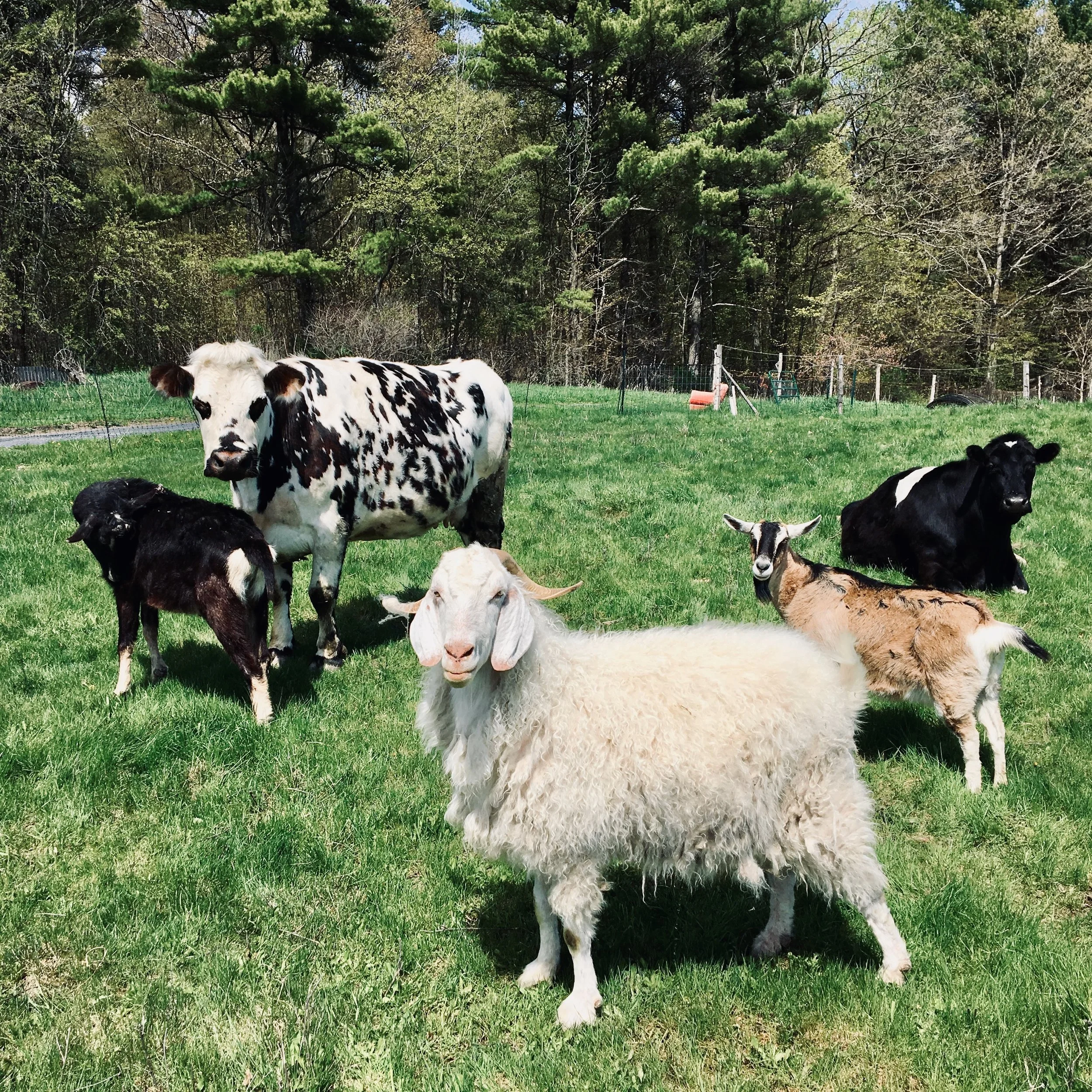 FARM LIFE.
