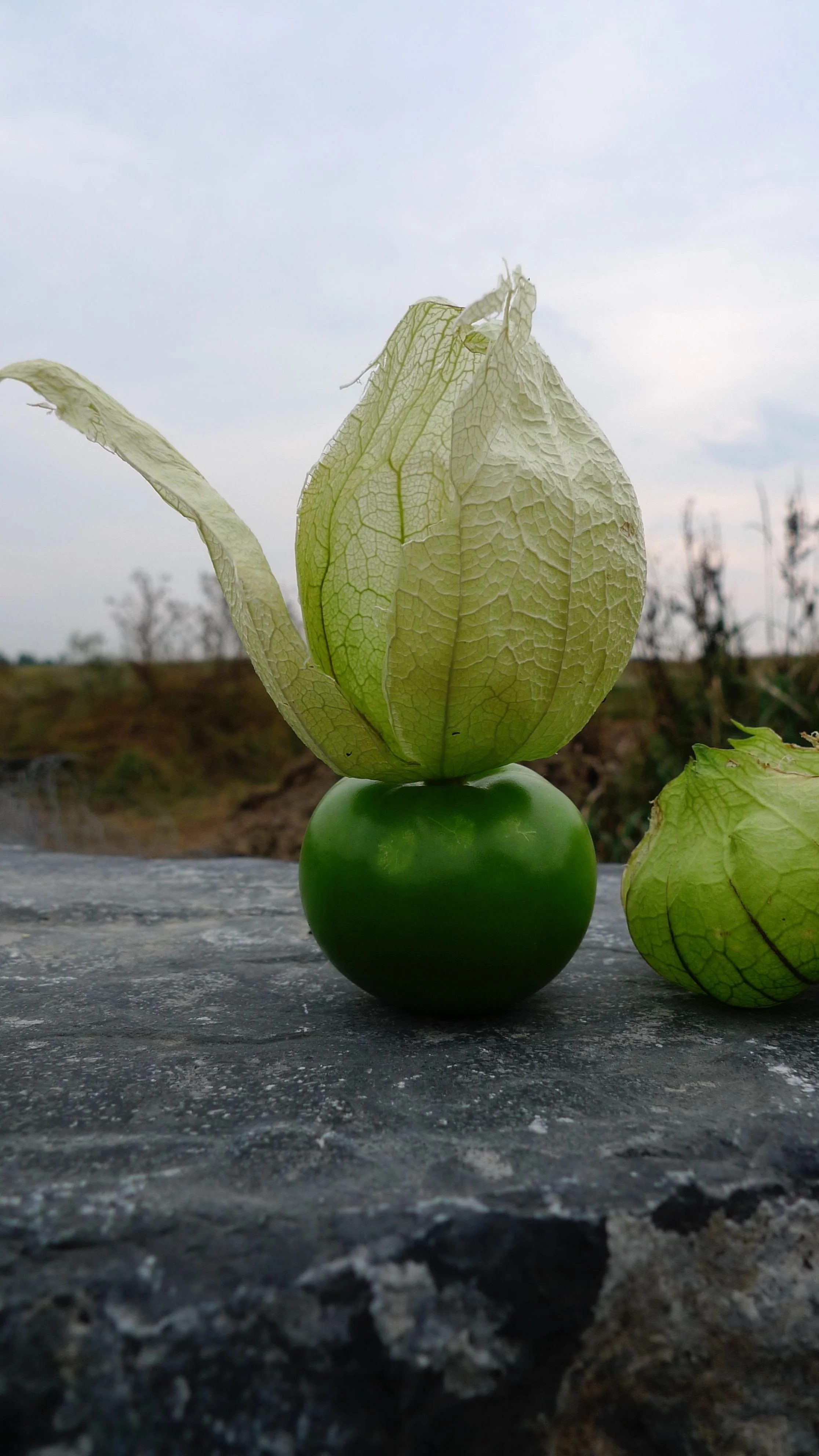 TOMATILLO.