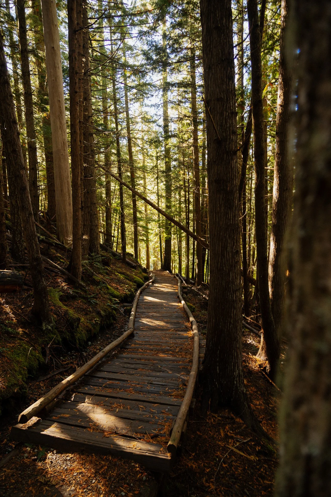 A wooden forest trail winding through tall trees with sunlight streaming through the foliage.