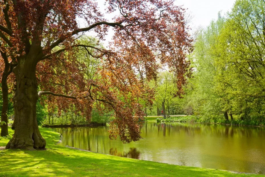 A Tree in Amsterdam
