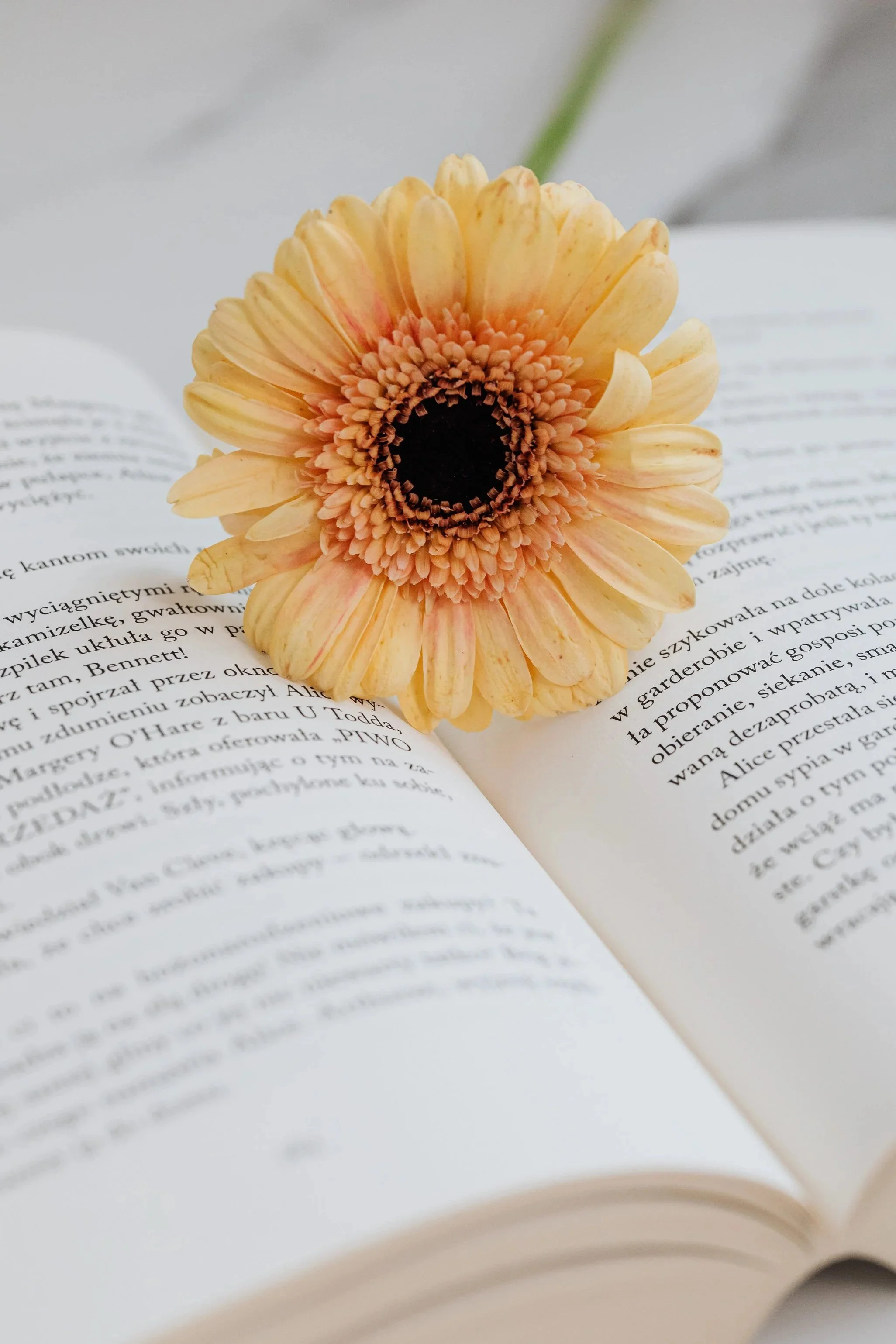 Book+Consult+Feature.jpg