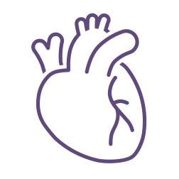 Line drawing of a human heart outline