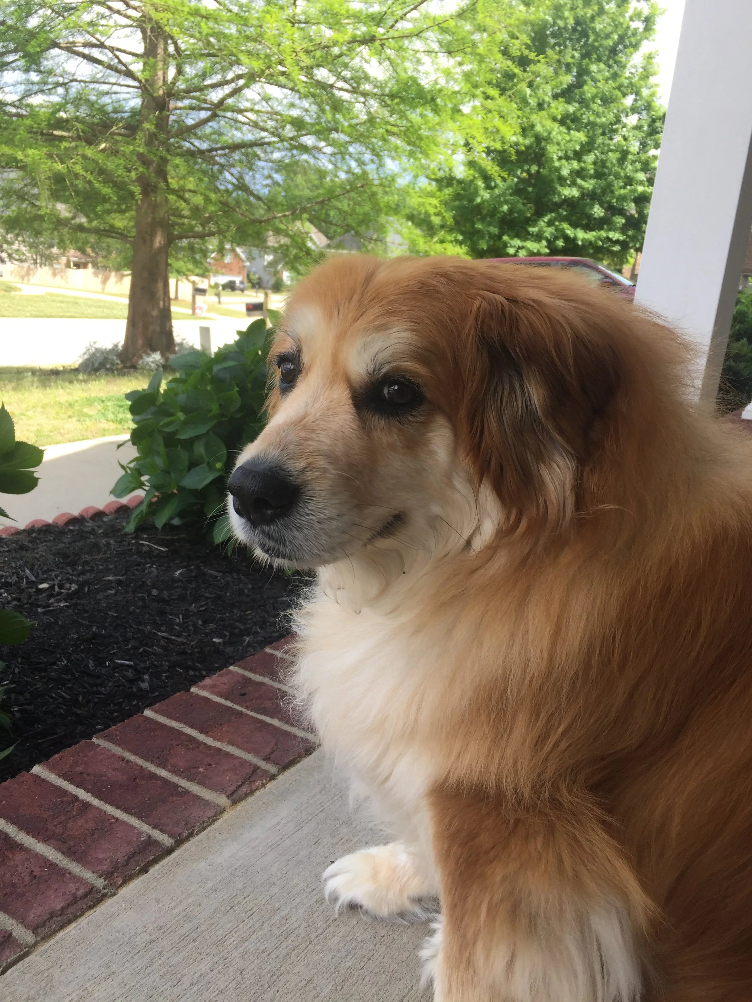 A Golden Retriever mixed dog sitting outside on a porch, looking into the distance. There are trees and a lawn in the background under a clear sky.