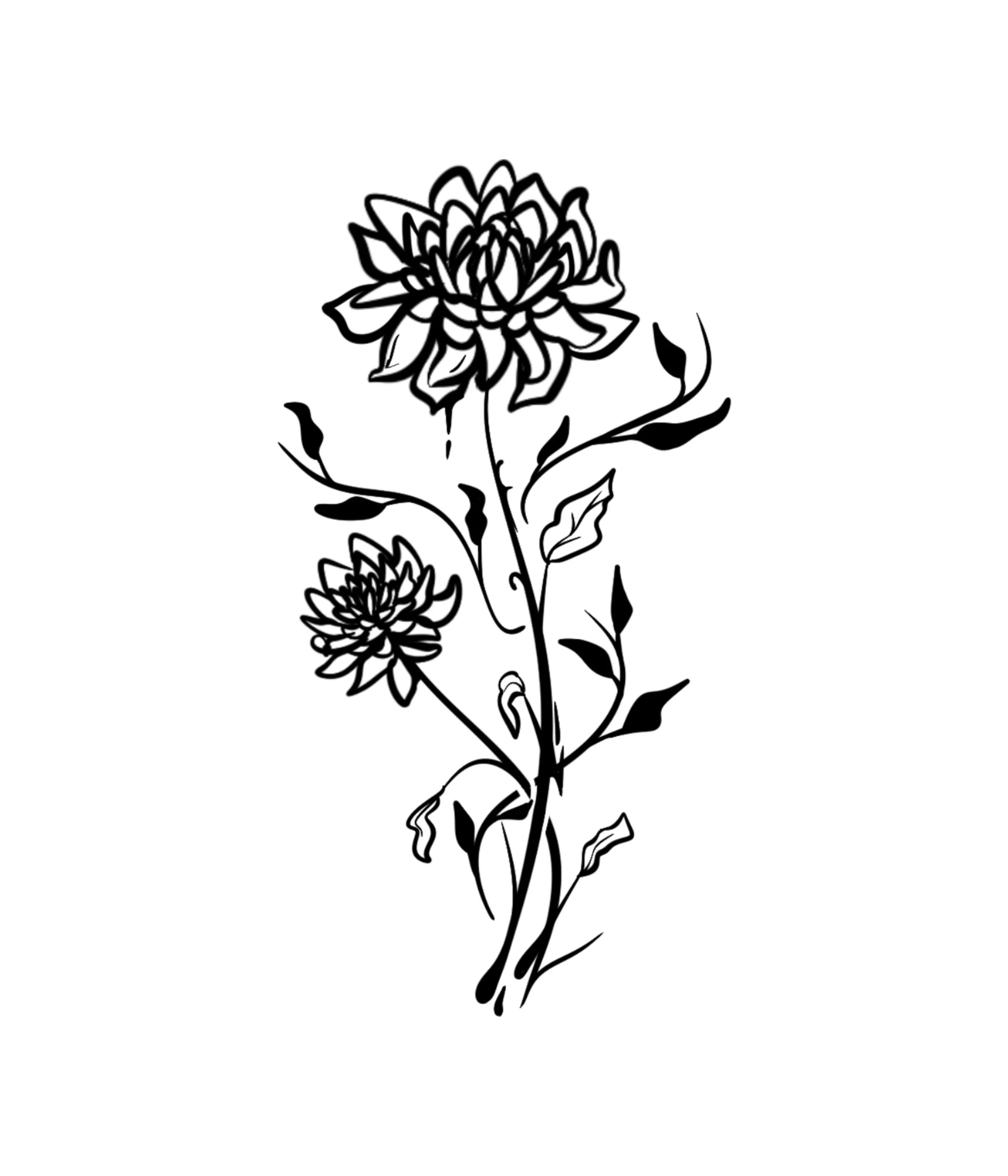 Black and white line drawing of two flowering plants, one larger and one smaller, with leaves on a single stem.