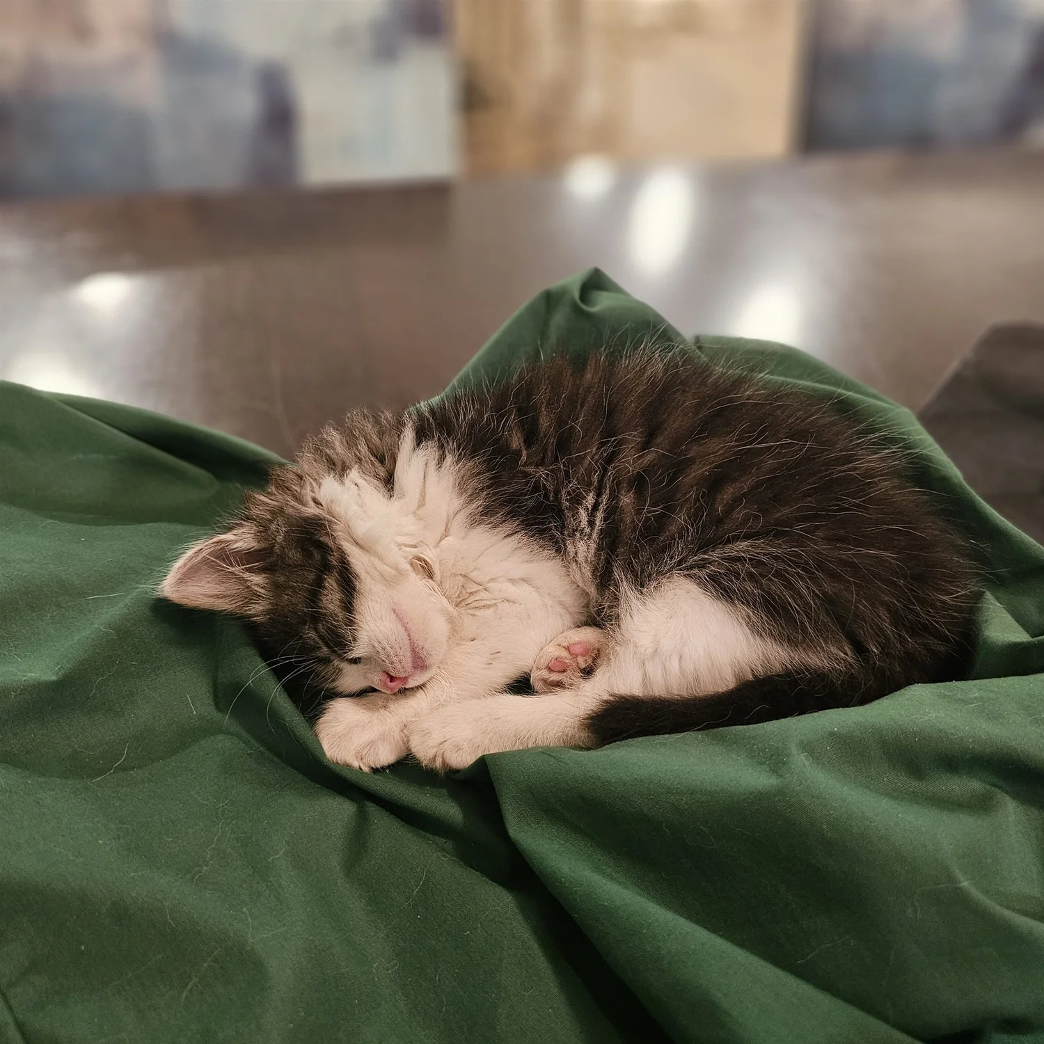 Cats & Animals photograph