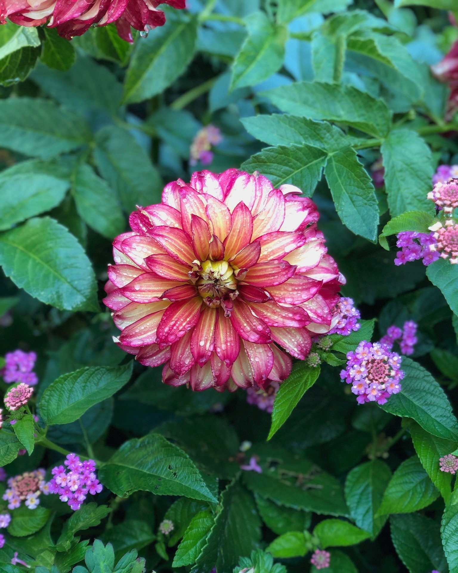 Stunning pink two-toned dahlia color pop in custom garden planting design — Chasky Landscape Design, Oceanside NY