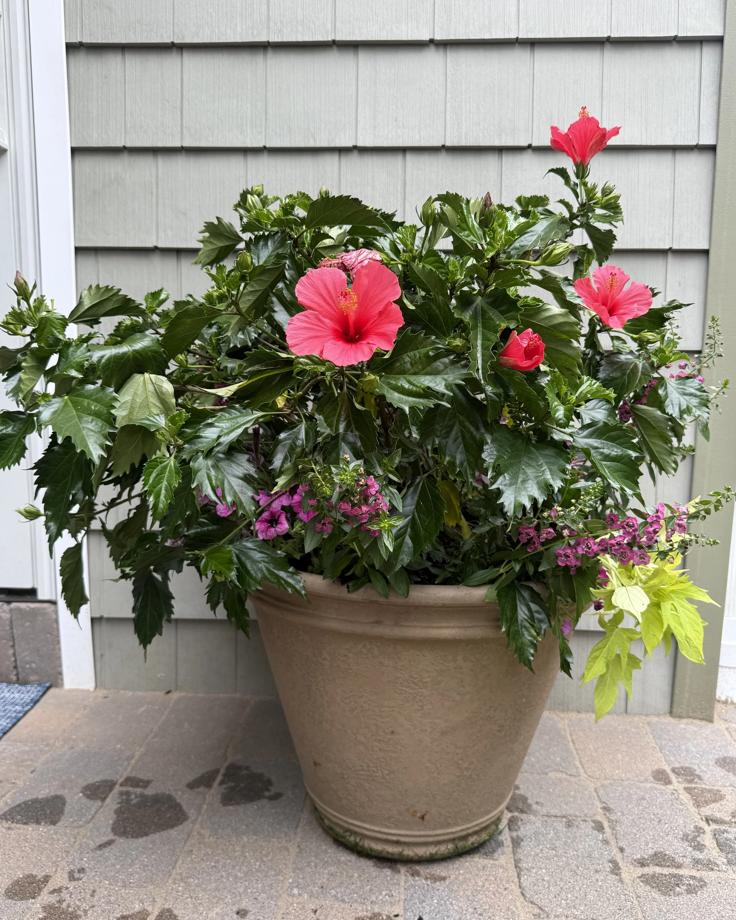 Tropical pink hibiscus in a custom planter pot design — Chasky Landscape Design, Long Beach NY