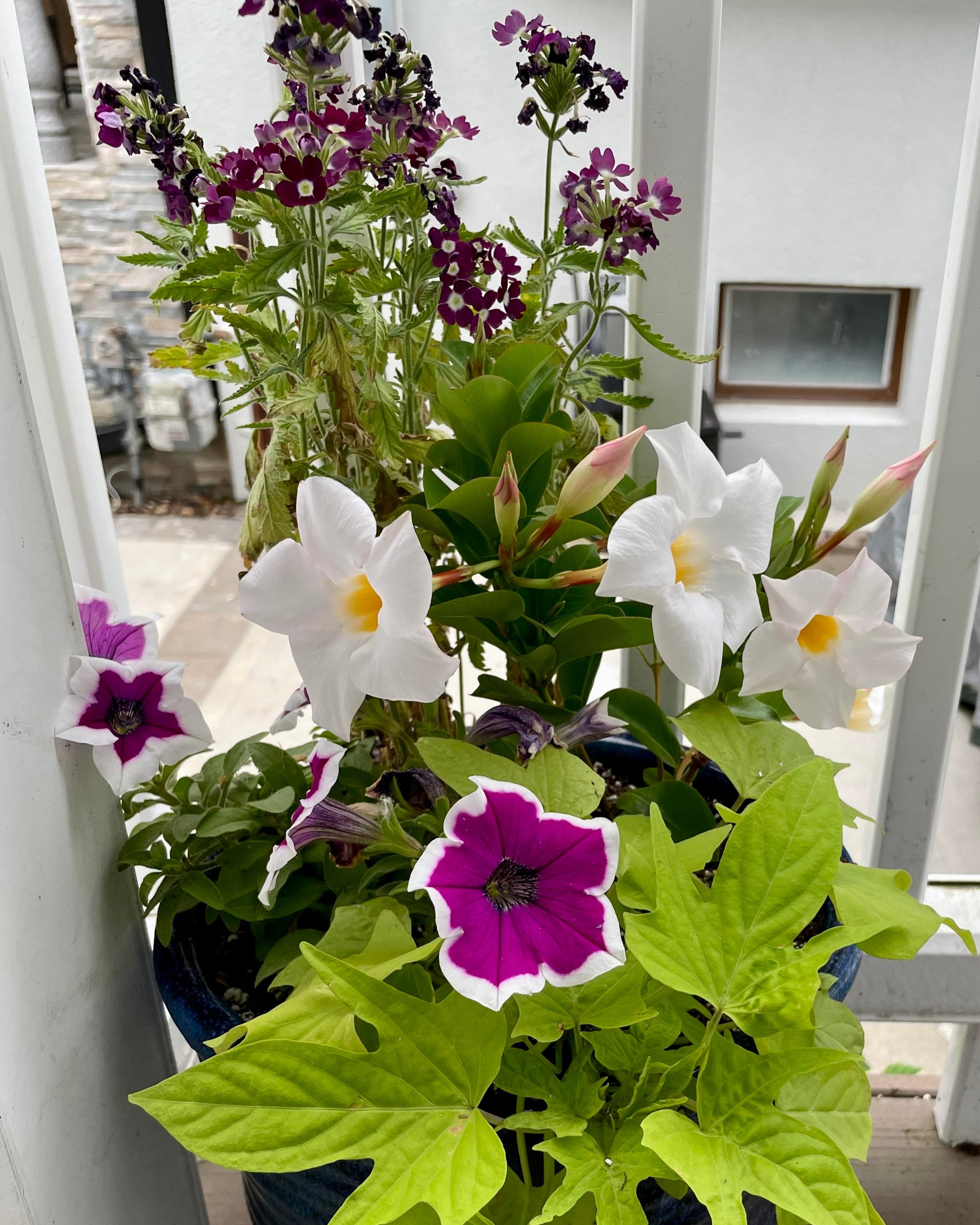 Elegant purple and white low maintenance planter pot design for outdoor space — landscape design by Chasky, Long Beach NY