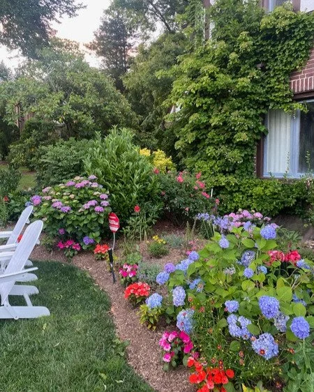 Colorful foundation planting with hydrangeas, climbing ivy and lavender creating stunning curb appeal on Tudor home — landscape design by Chasky, New Rochelle NY