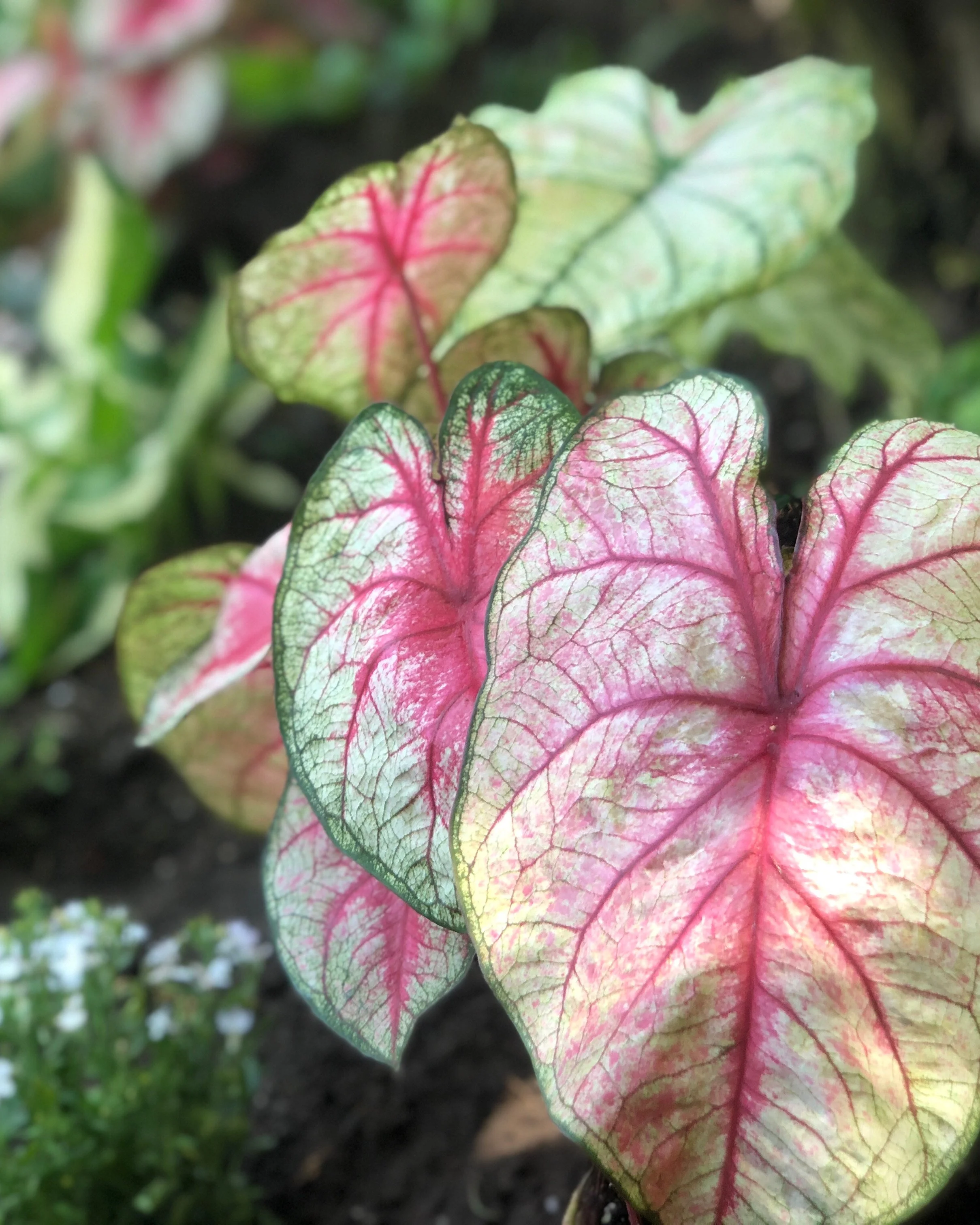 Tropical pink and green leaf color pop planter design adding bold personality to outdoor space — landscape design by Chasky, Oceanside NY