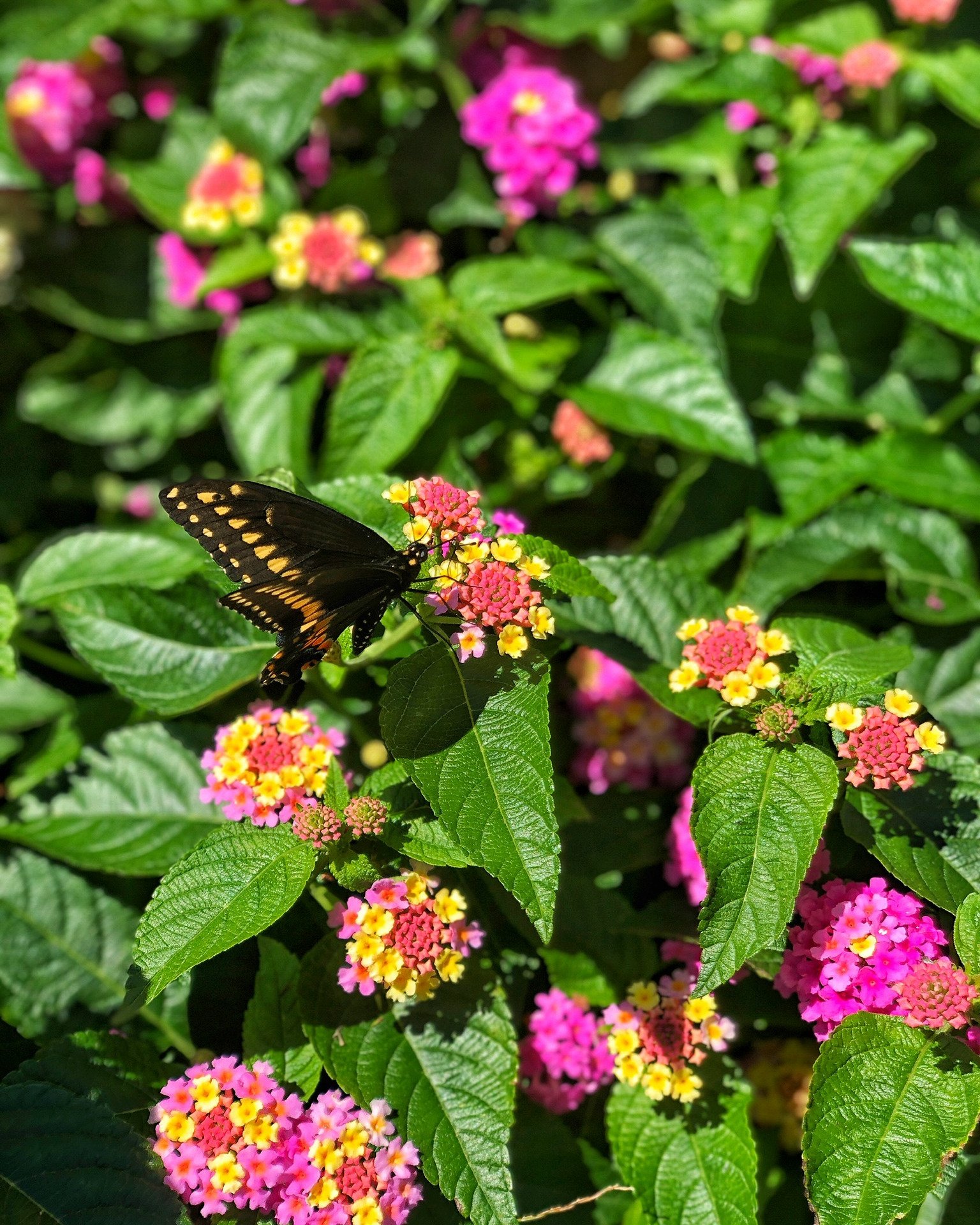 Butterfly resting on vibrant pink and yellow color pop flowers in a pollinator garden planting design — Chasky Landscape Design, Woodmere NY