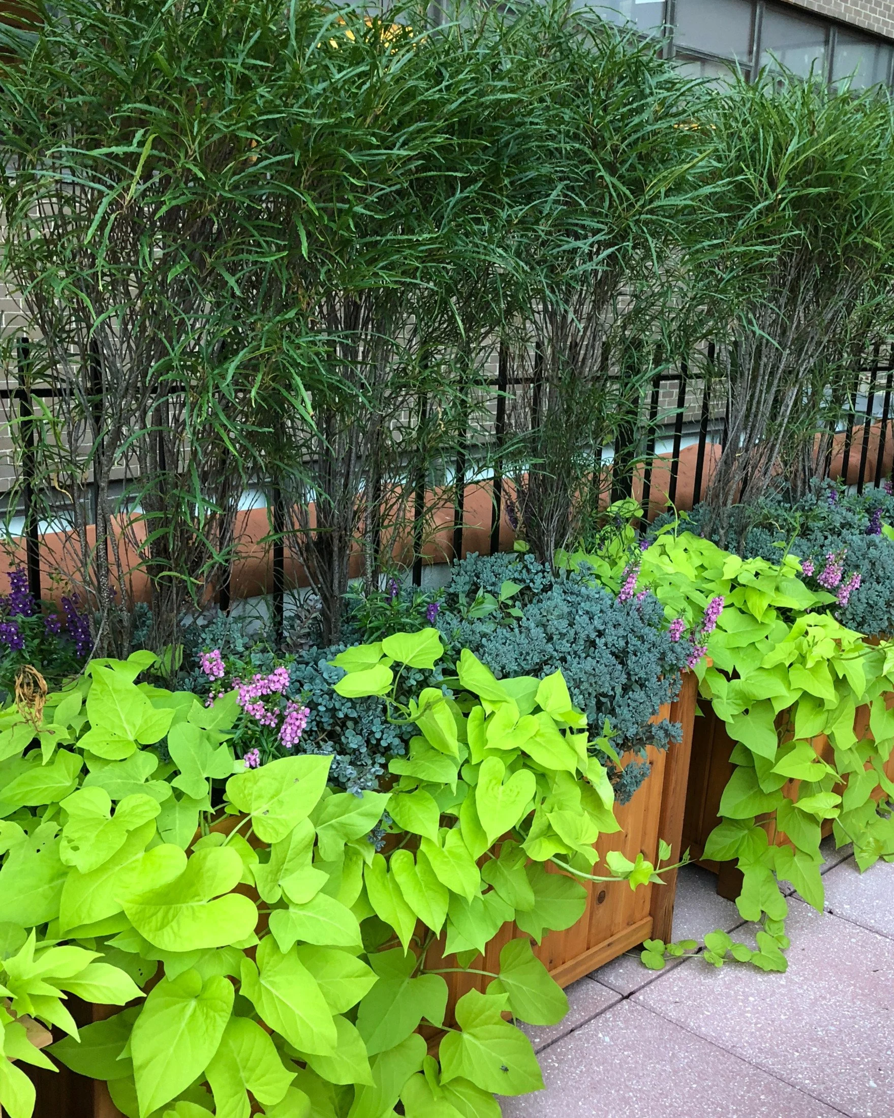 Custom rooftop garden planter boxes creating a private outdoor living space with lush greenery — landscape design by Chasky, NYC