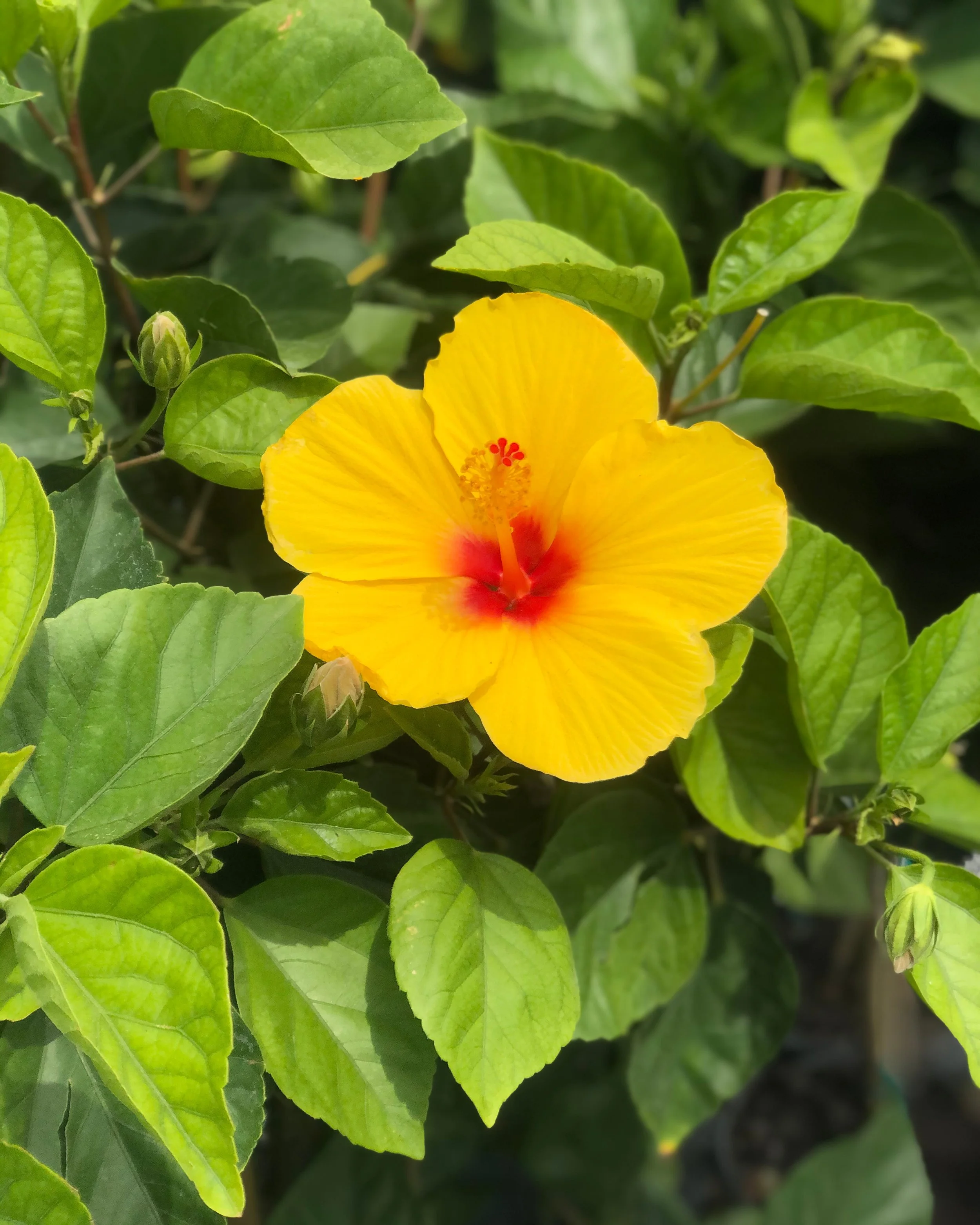 Tropical yellow hibiscus in a low maintenance custom planter design — Chasky Landscape Design, Oceanside NY