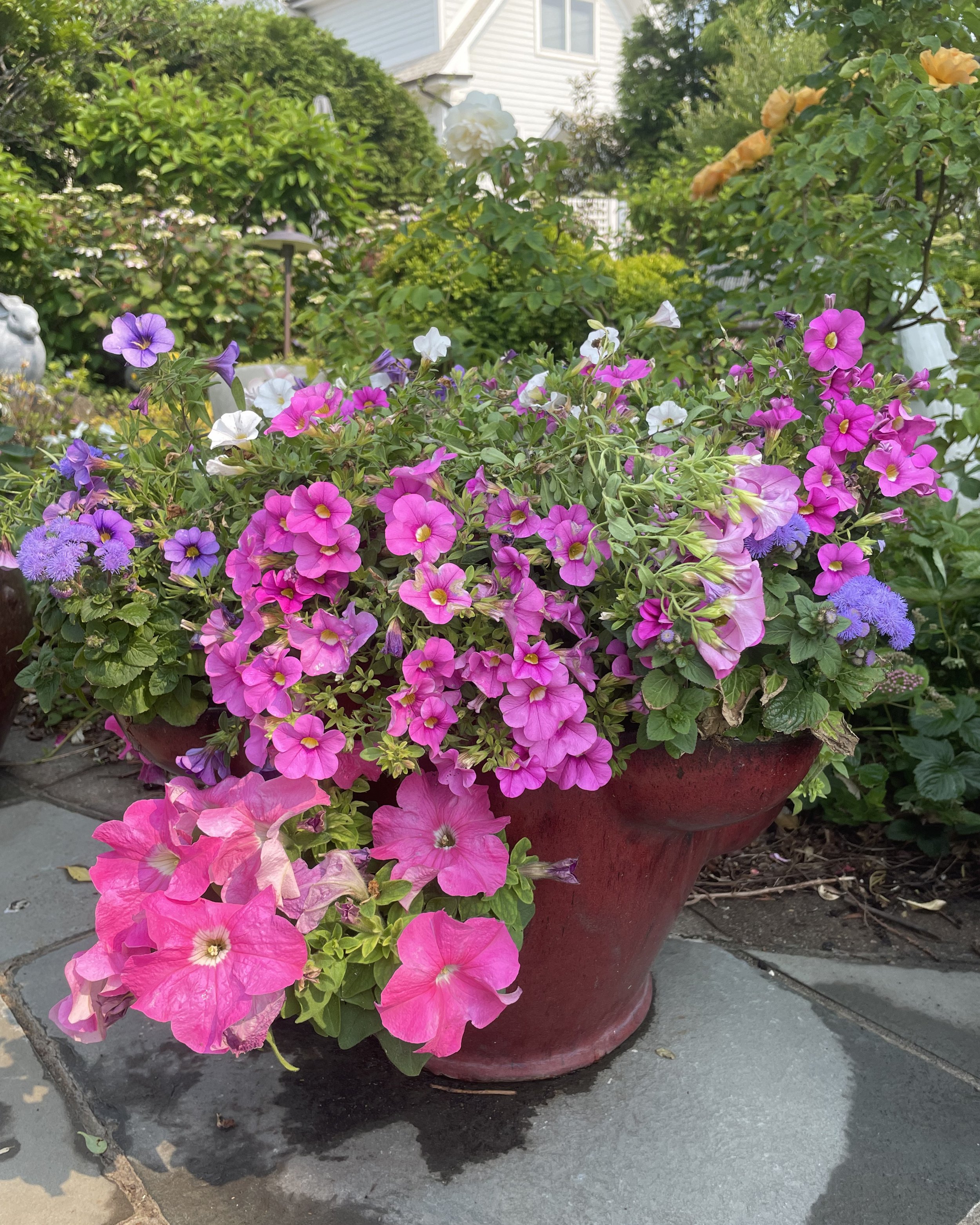 Vibrant pink and purple color pop flower planting design for residential garden — landscape design by Chasky, Nassau County NY