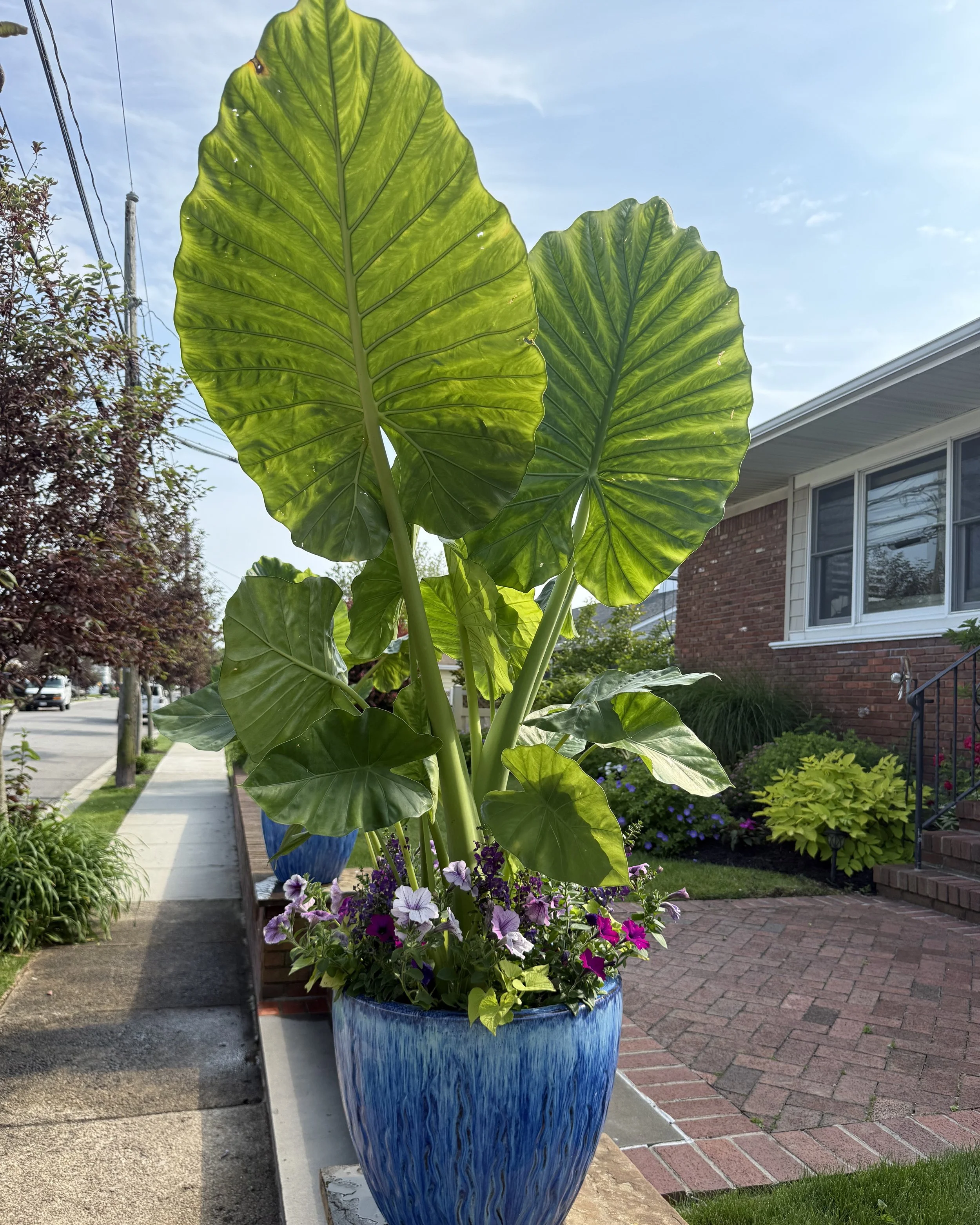 Tropical beachy large leaf planter pot design creating a lush coastal outdoor feel — landscape design by Chasky, Atlantic Beach NY