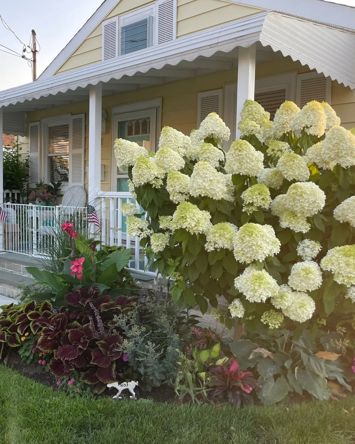 Lush hydrangea foundation planting along front of home creating stunning curb appeal — landscape design by Chasky, Atlantic Beach NY