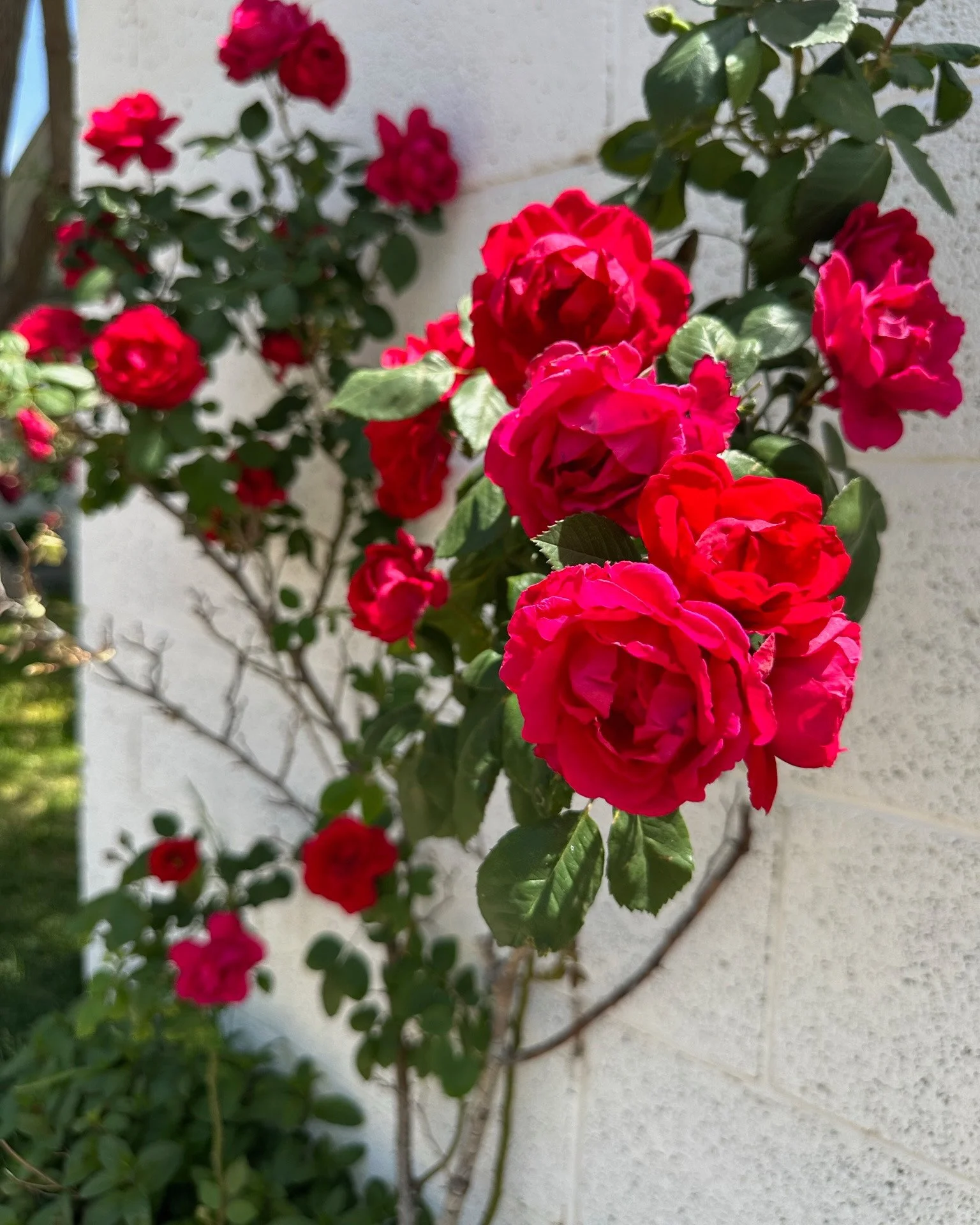 Stunning red climbing rose wall garden planting creating a romantic low maintenance focal point — landscape design by Chasky, Nassau County NY