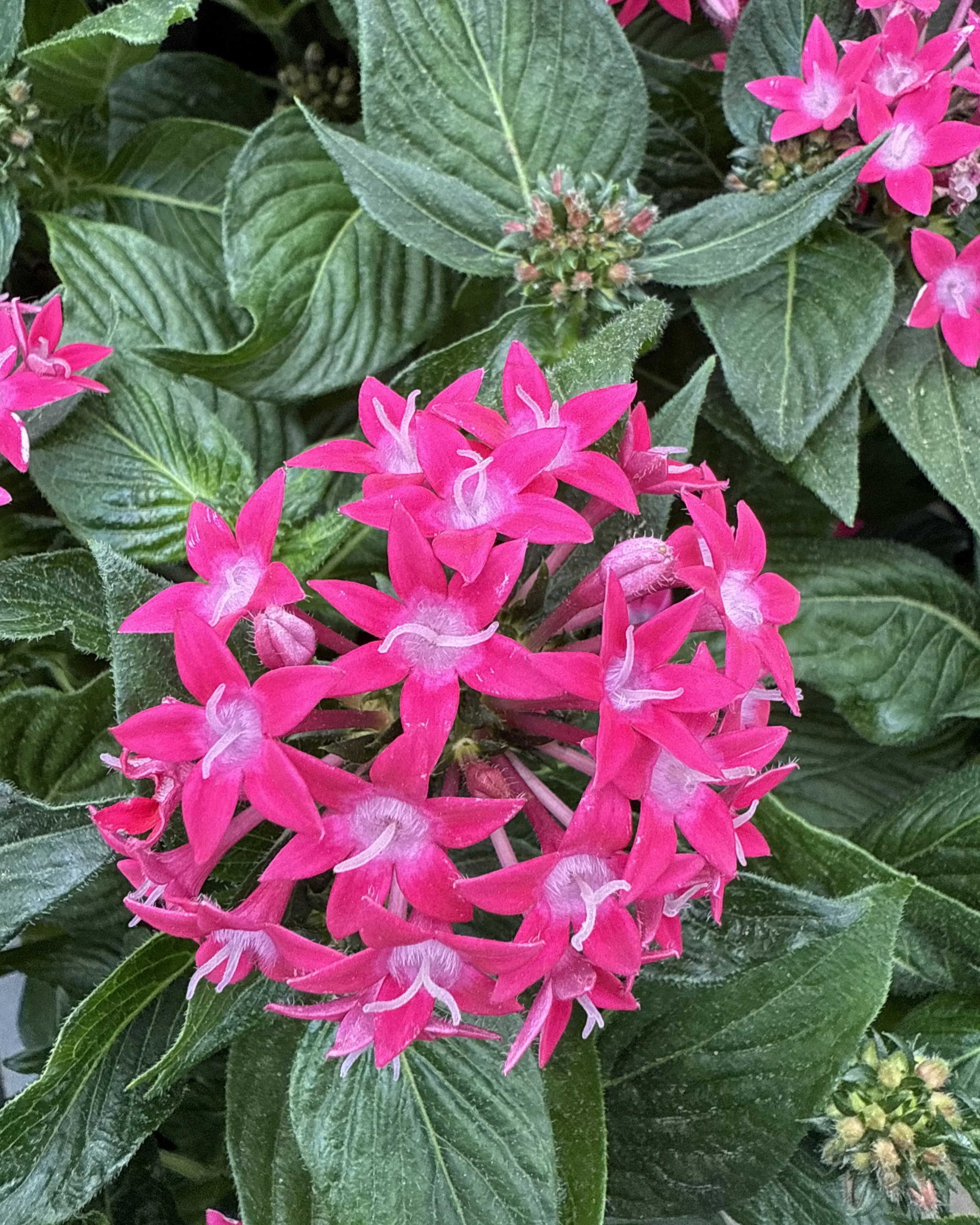 Vibrant hot pink color pop flower bed planting adding bold curb appeal — Chasky Landscape Design, Cedarhurst NY