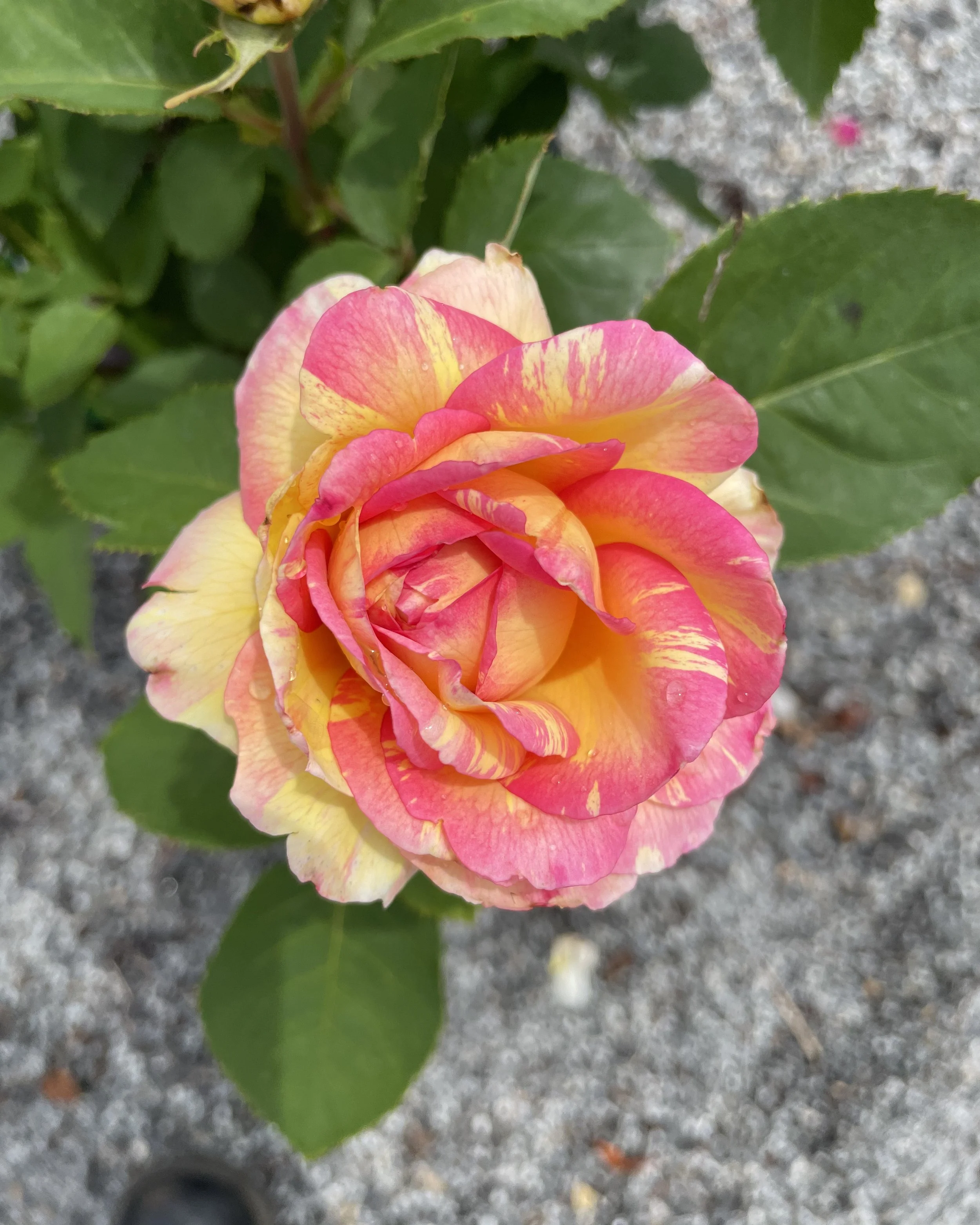 Low maintenance rose garden planting design in front yard — Chasky Landscape Design, Woodmere NY