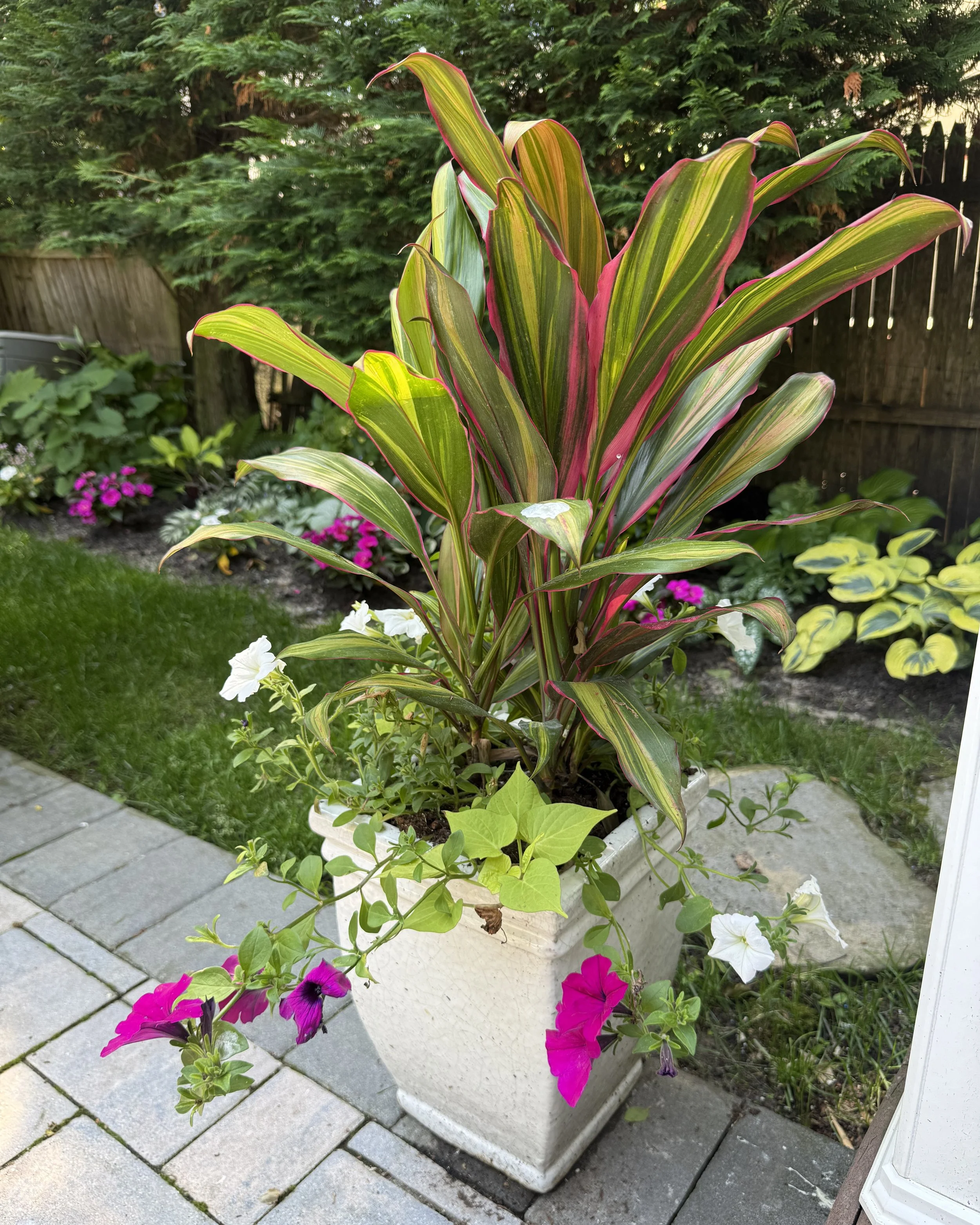 Pink, white and green cordaline backyard oasis planter pot design — landscape design by Chasky, Oceanside NY