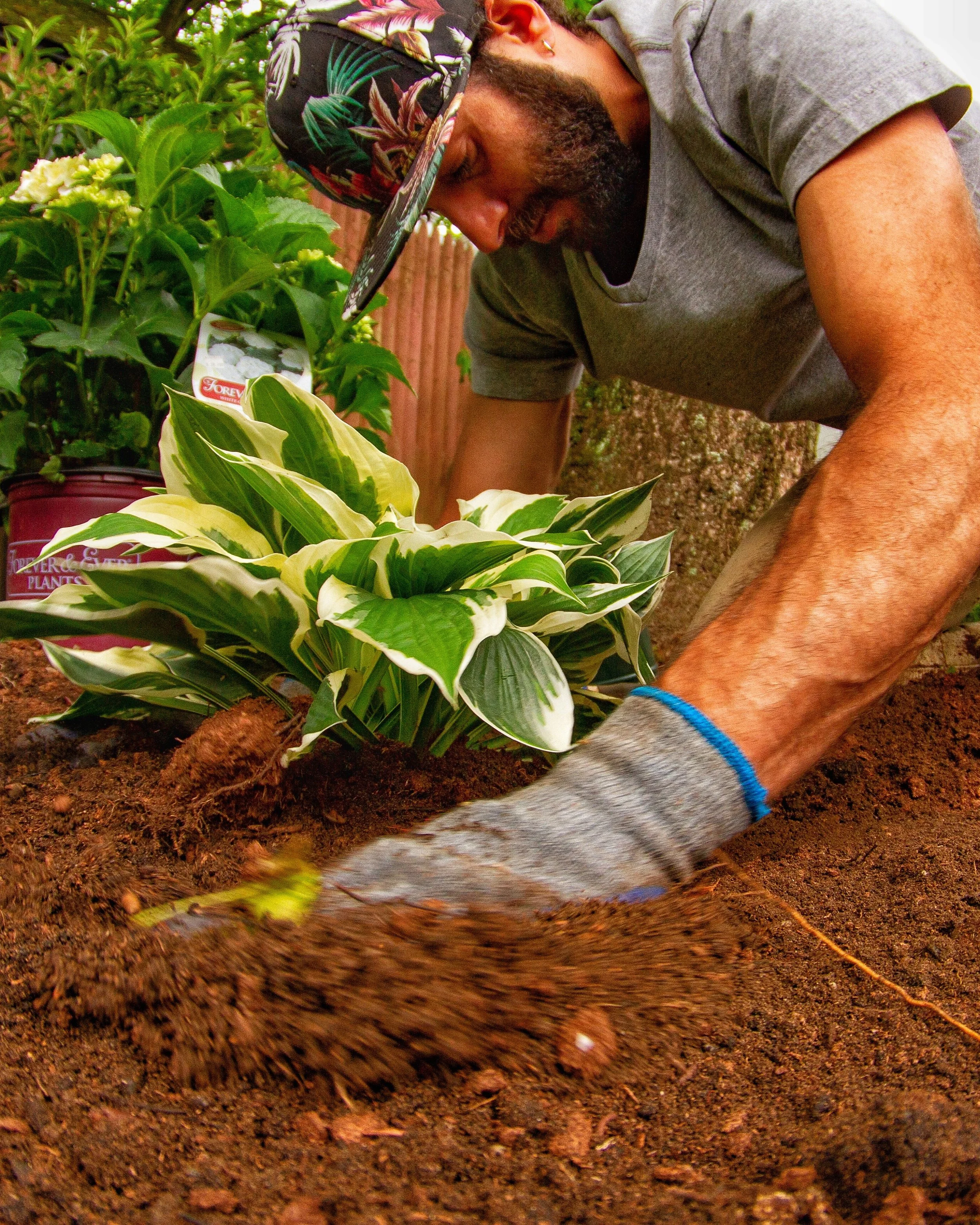 Leslie Chasky, professional landscape designer hands-on planting a low maintenance garden — serving Nassau County NY including Atlantic Beach, Long Beach and the Five Towns