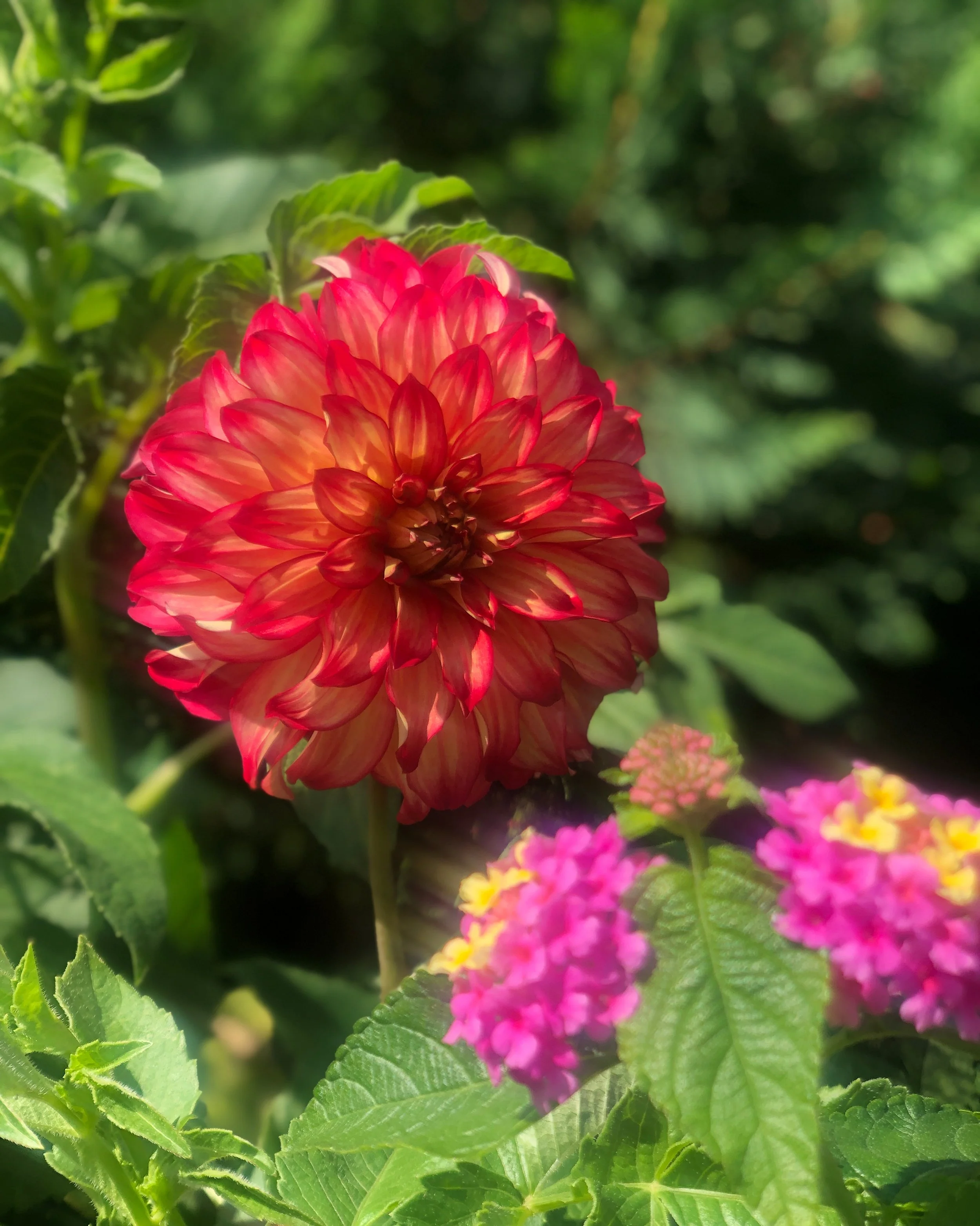 Vibrant red dahlia color pop in custom garden planting design — Chasky Landscape Design, Hewlett NY