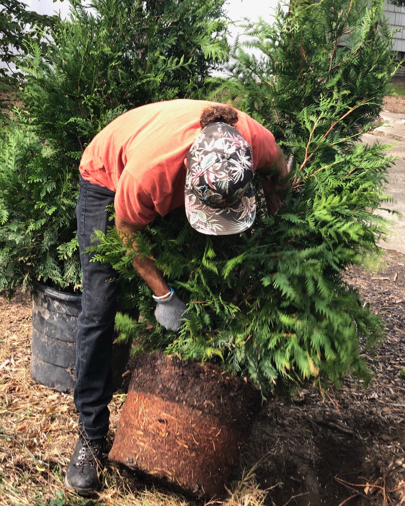 Leslie Chasky, professional landscape designer planting a cypress tree — Chasky Landscape Design, Woodmere NY
