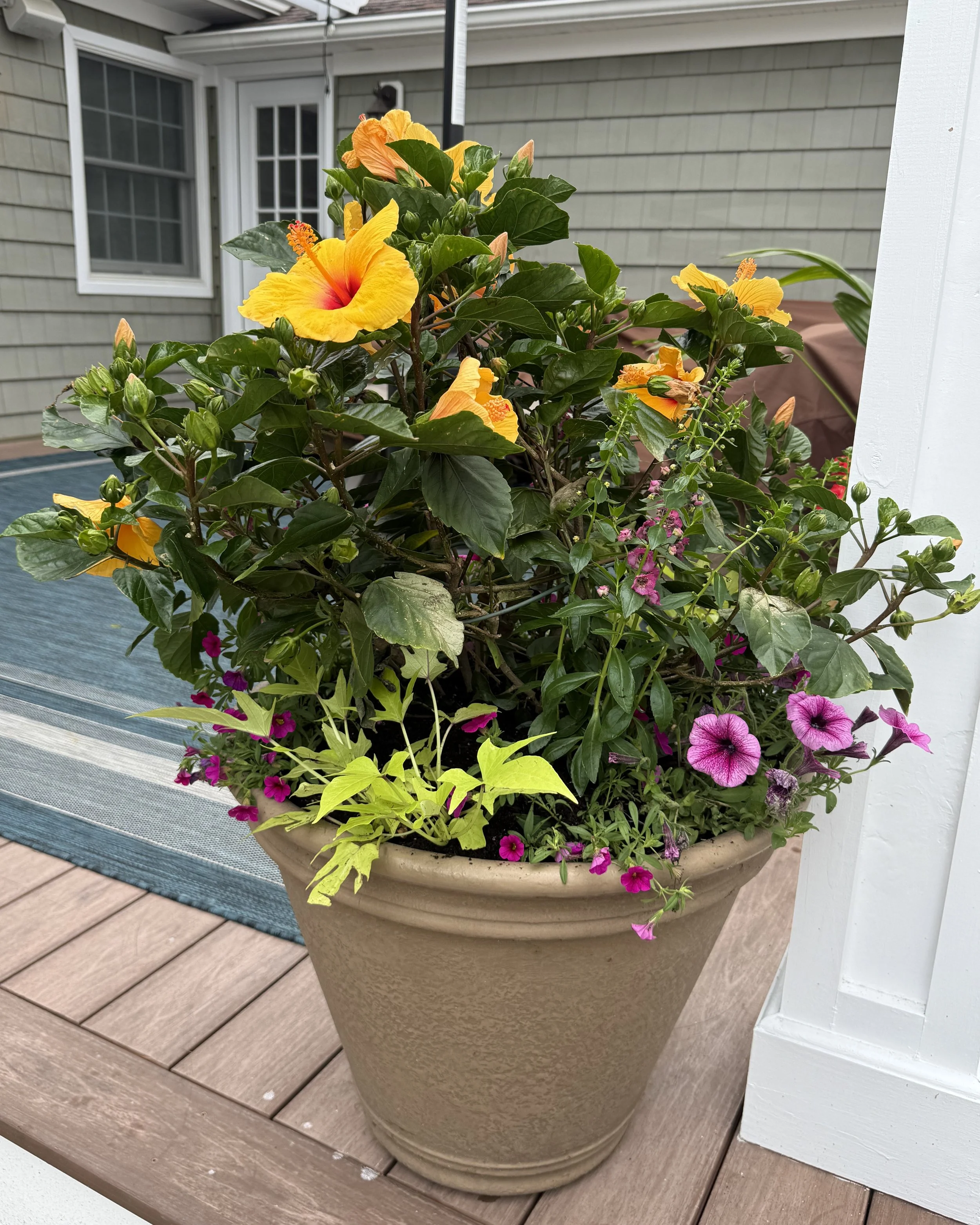 Tropical yellow hibiscus and purple flower arrangement in custom planter pot design — Chasky Landscape Design, Long Beach NY