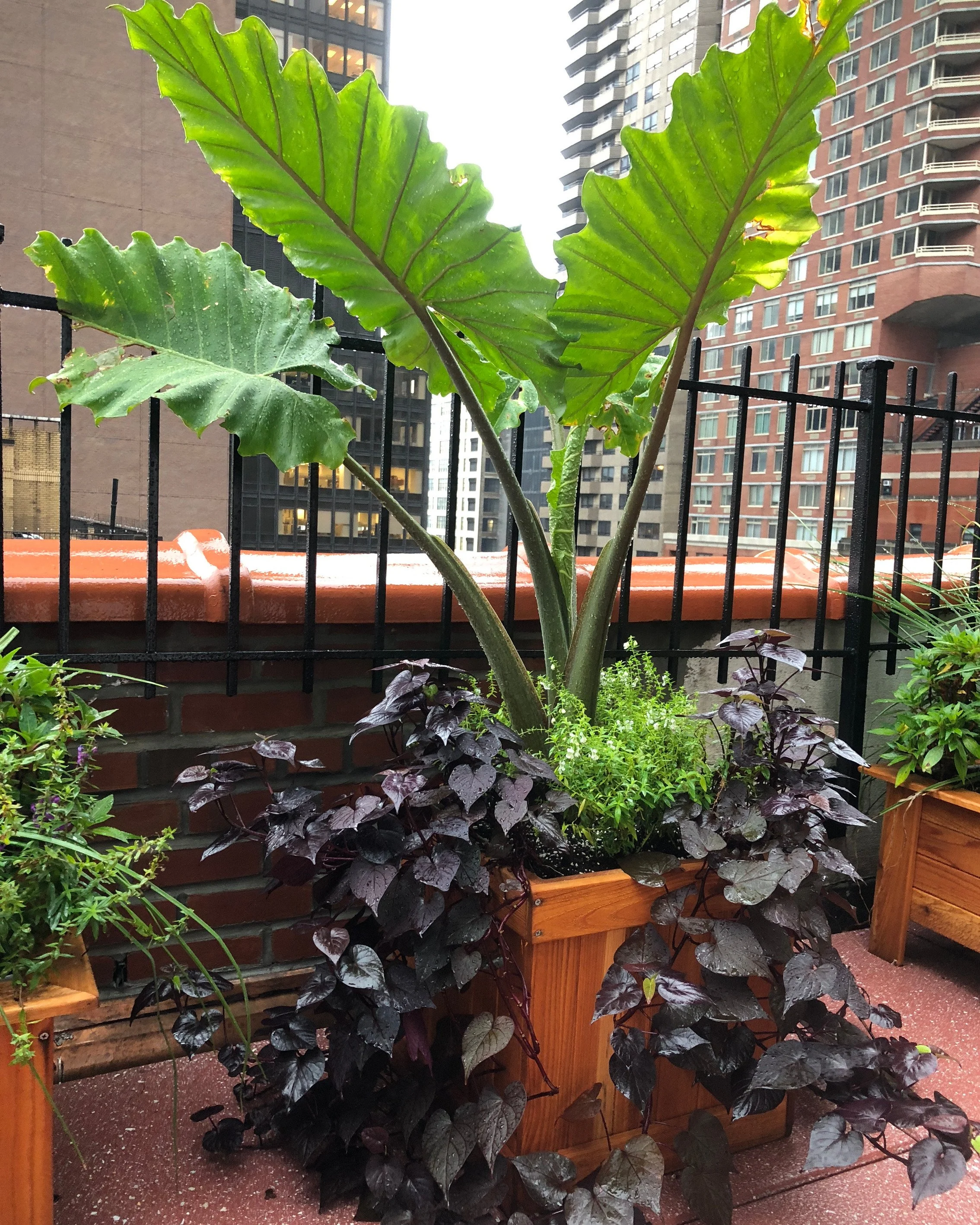 Lush rooftop garden planter boxes overflowing with greenery and flowers against NYC building skyline — landscape design by Chasky
