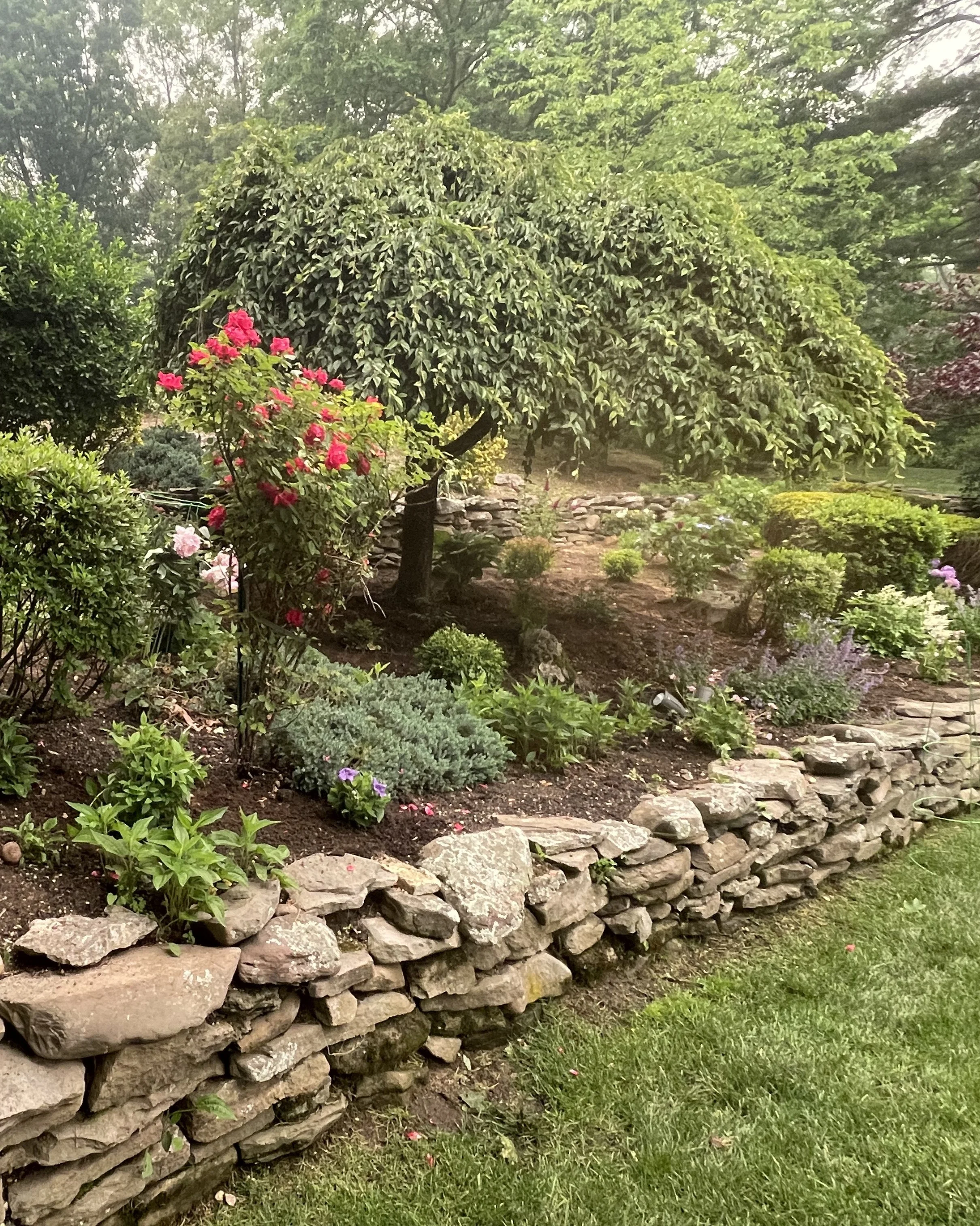 Pink, white and green cordaline backyard oasis planter pot design — landscape design by Chasky, Oceanside NY