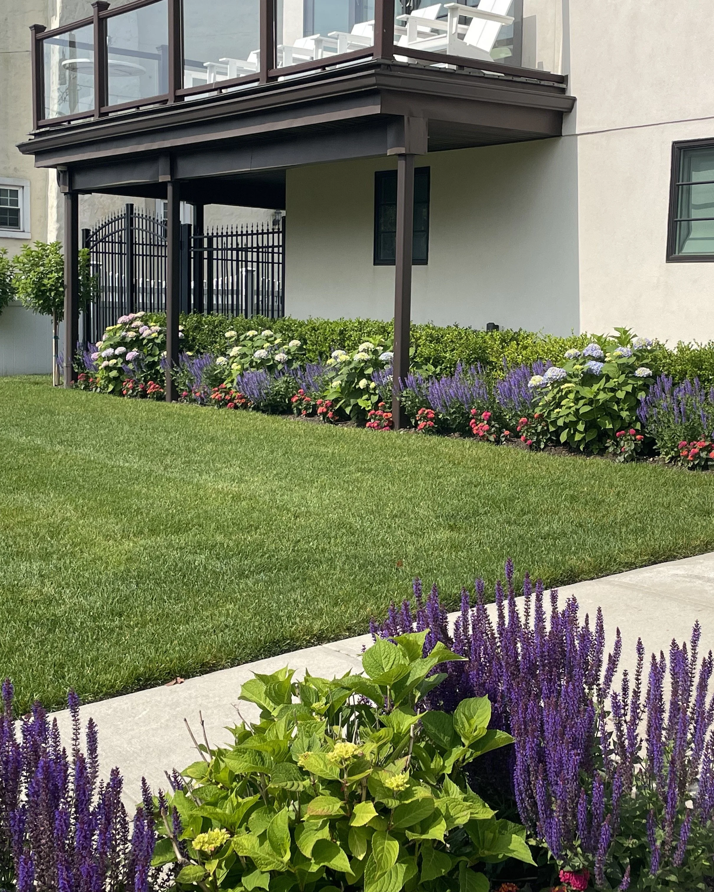 Manicured foundation planting with lavender and impatiens creating colorful curb appeal on Atlantic Beach NY home — Chasky Landscape Design