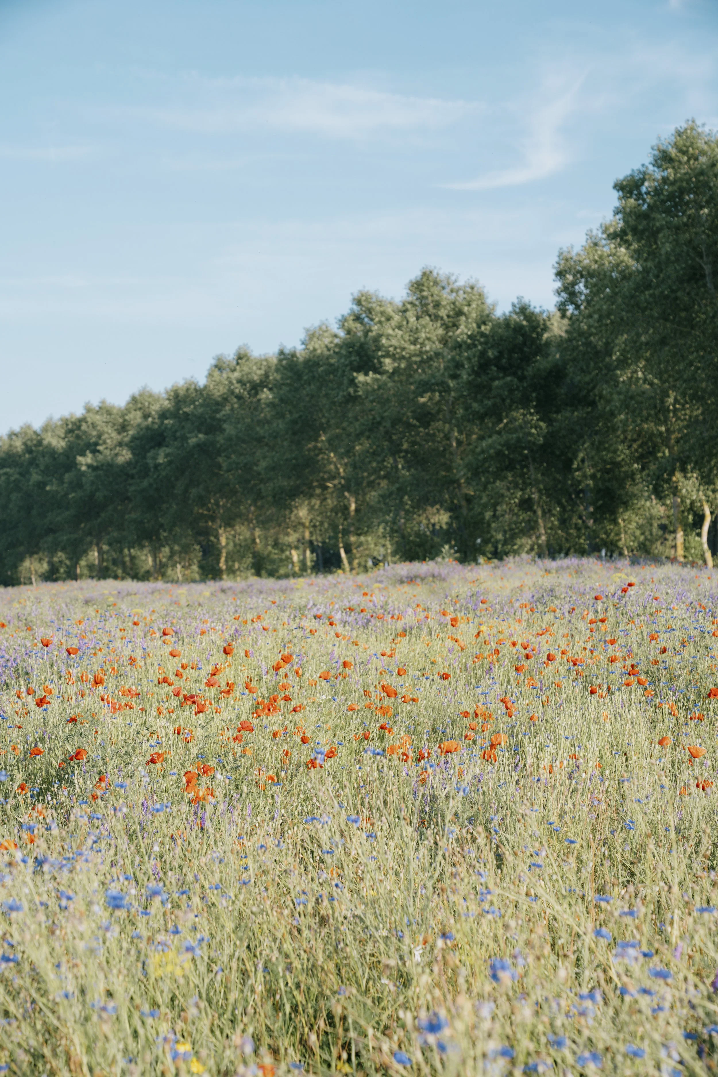A field of colorful wildflowers with trees in the background and a blue sky overhead.