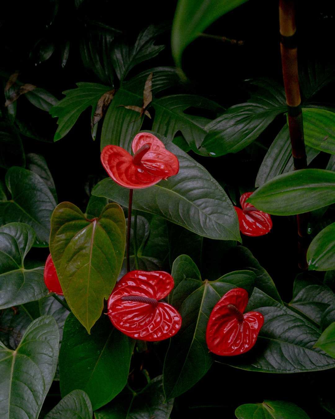 Anthurium - Kew Garden